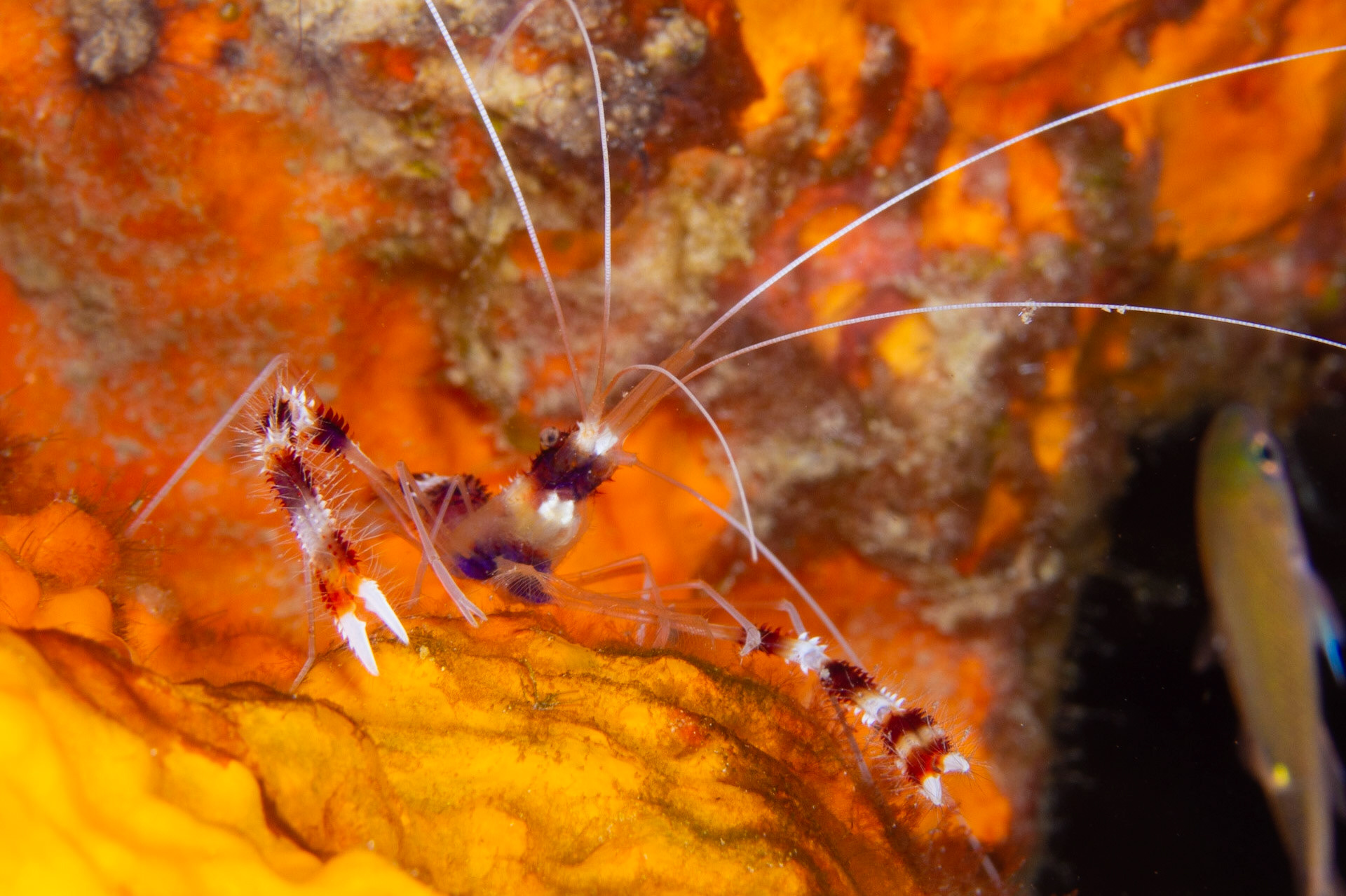 Banded Coral Shrimp