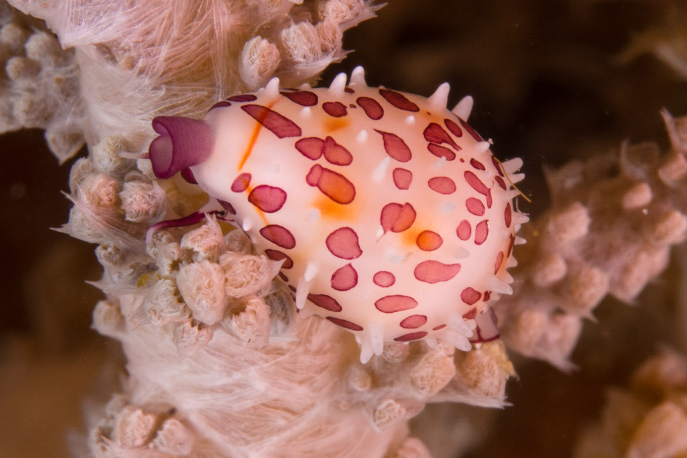 Margined Egg Cowrie
