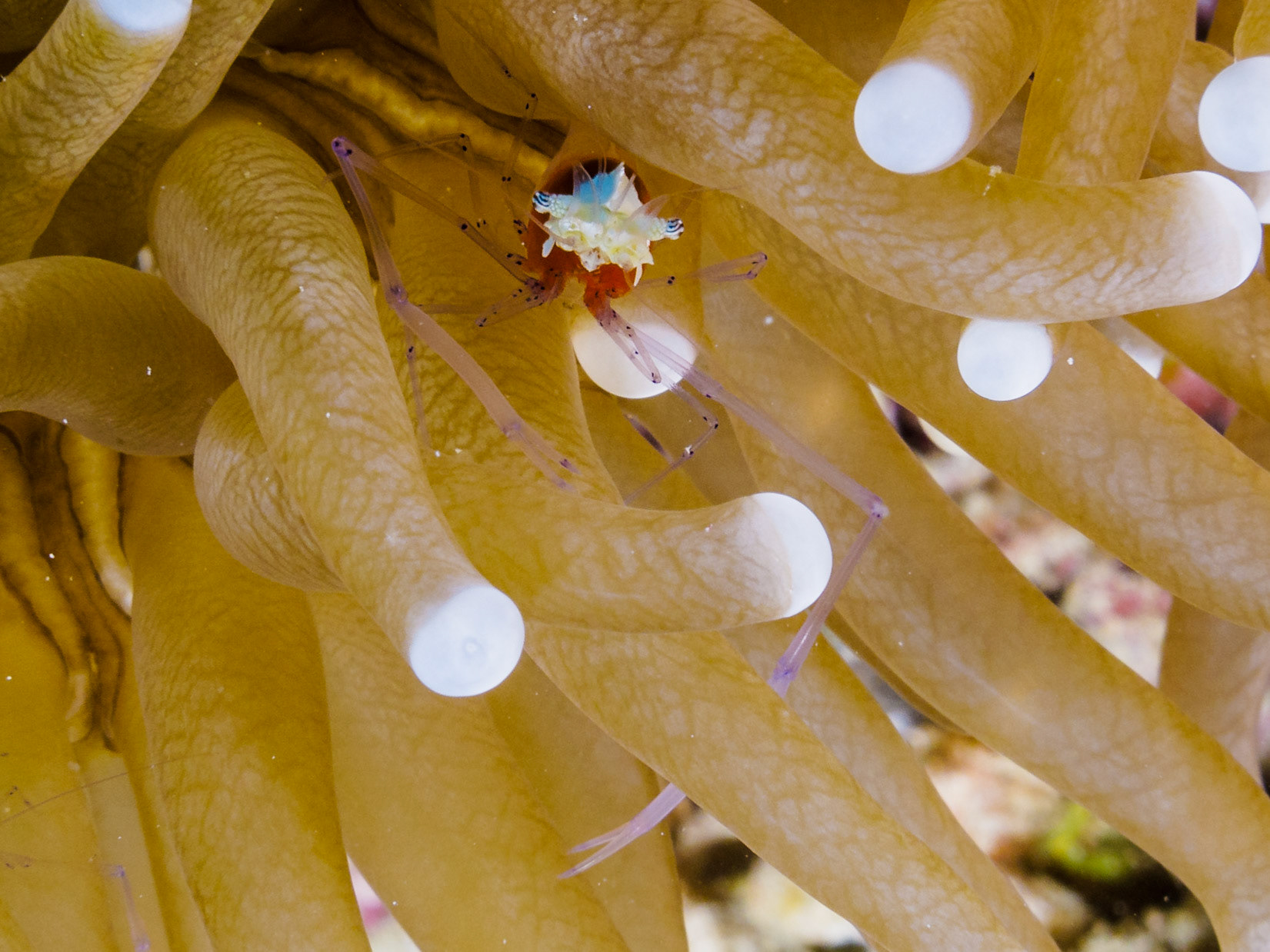 Mushroom Coral Shrimp