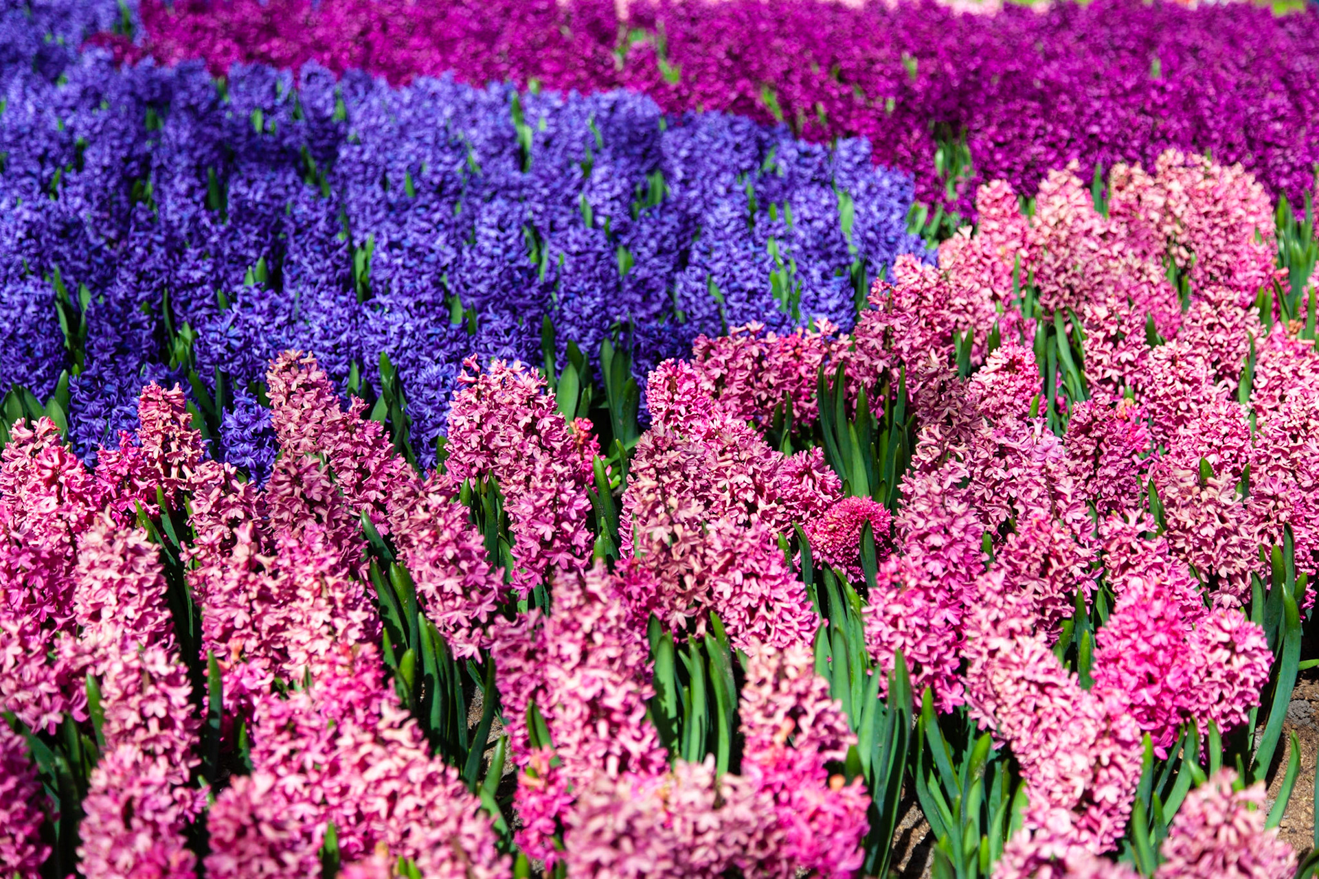 Hyancinths in Keukenhof Gardens outside of Amsterdam