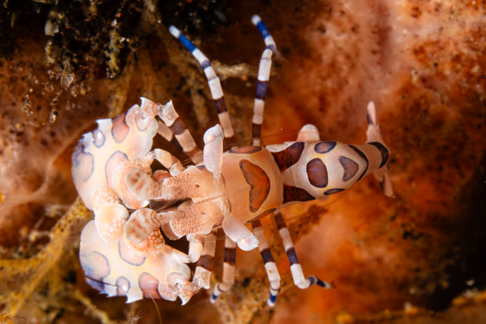 Harlequin Shrimp