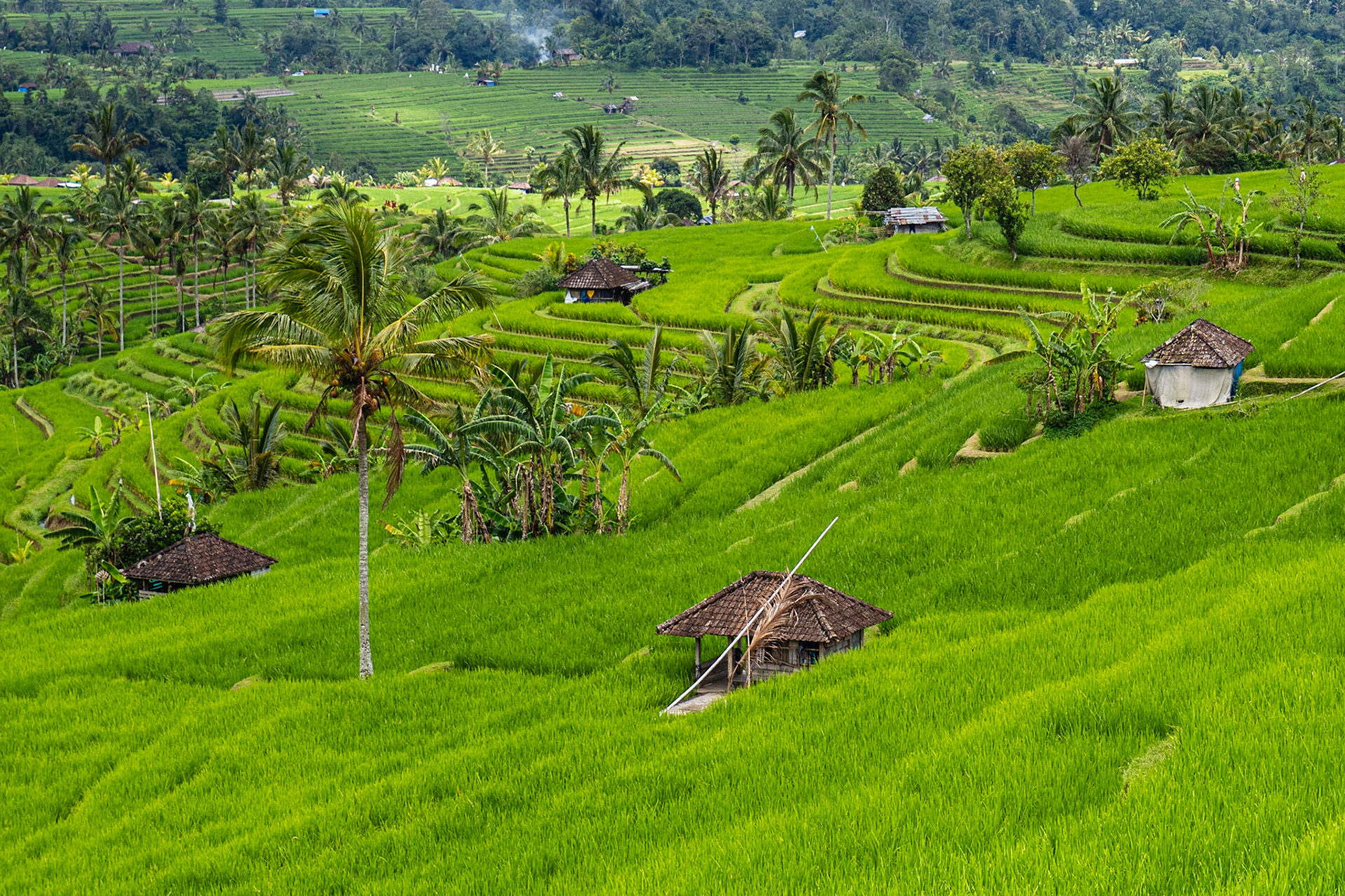 Jatiluwih rice terraces