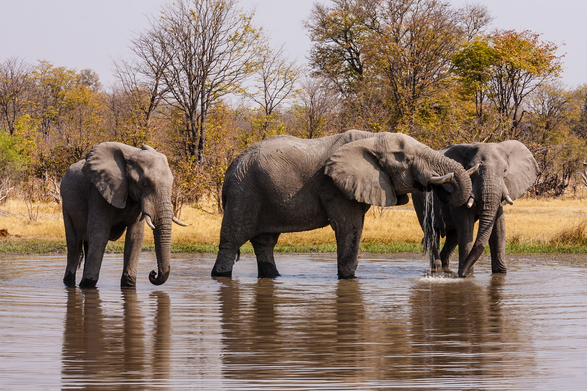 African Elephants drinking
