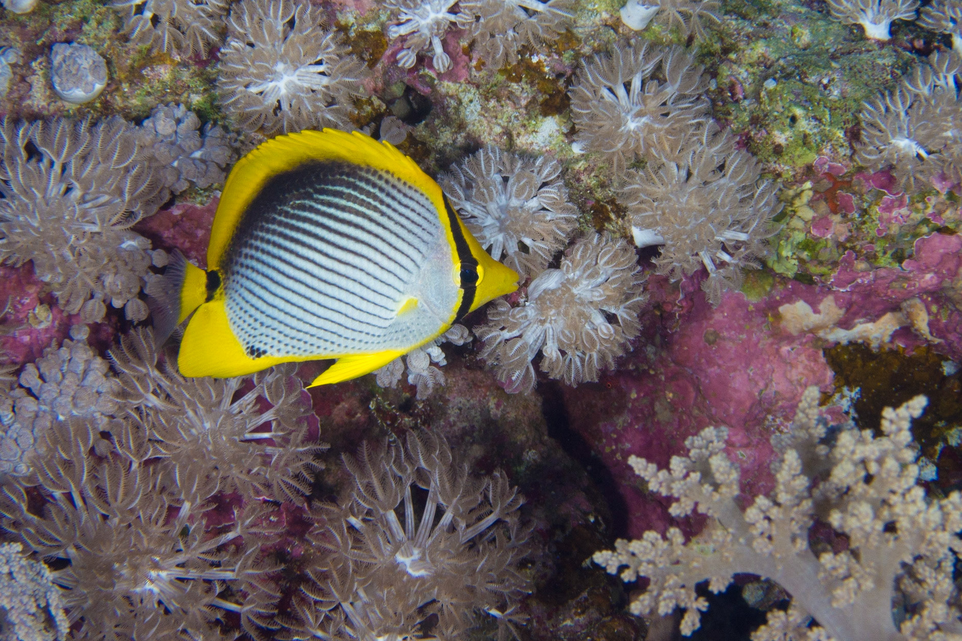 Black-backed Butterflyfish