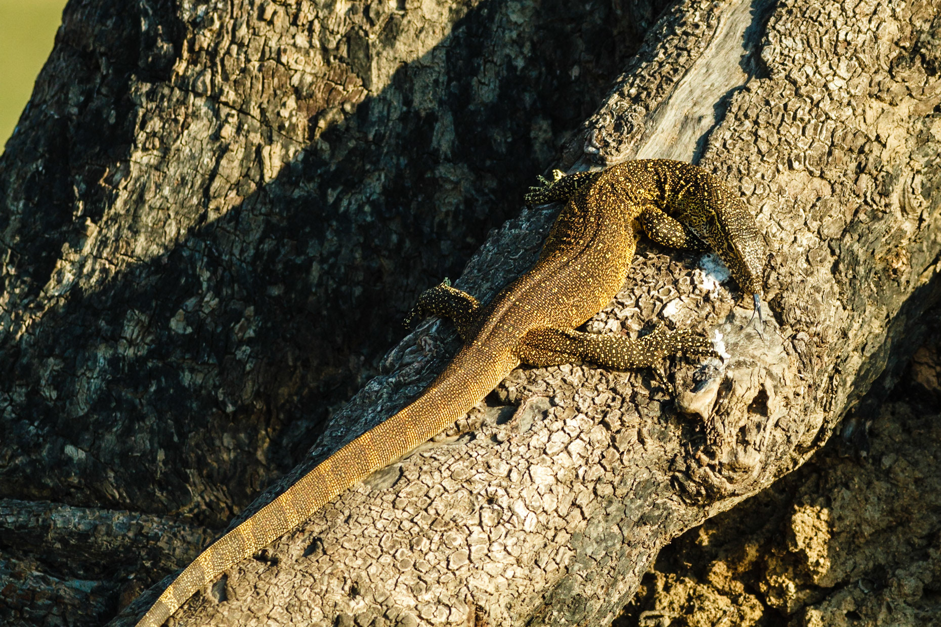 Rock Monitor