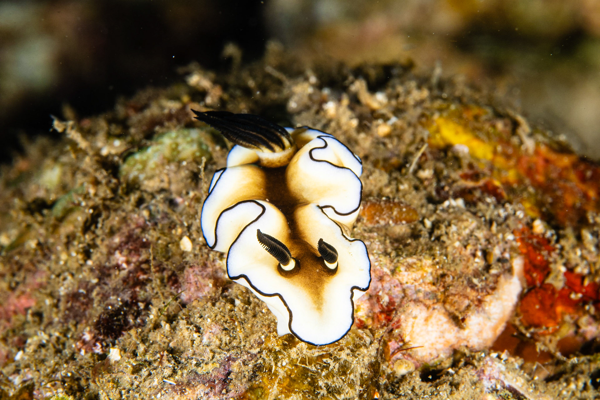 Doriprismatica atromarginata