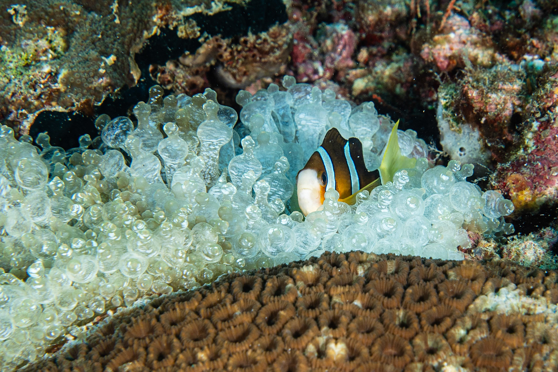 Clark's Anemonefish and Anemones
