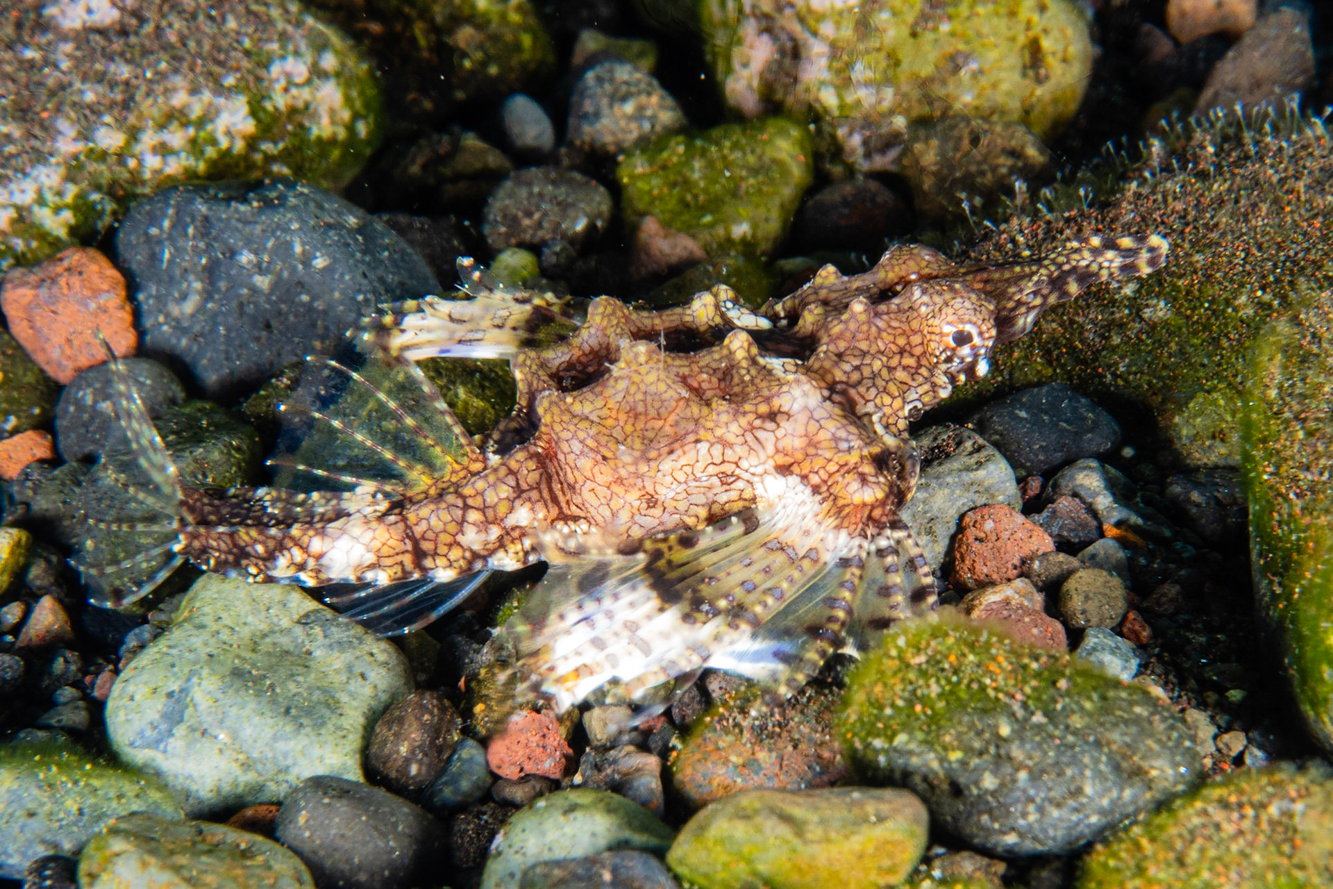 Dragon Sea Moth