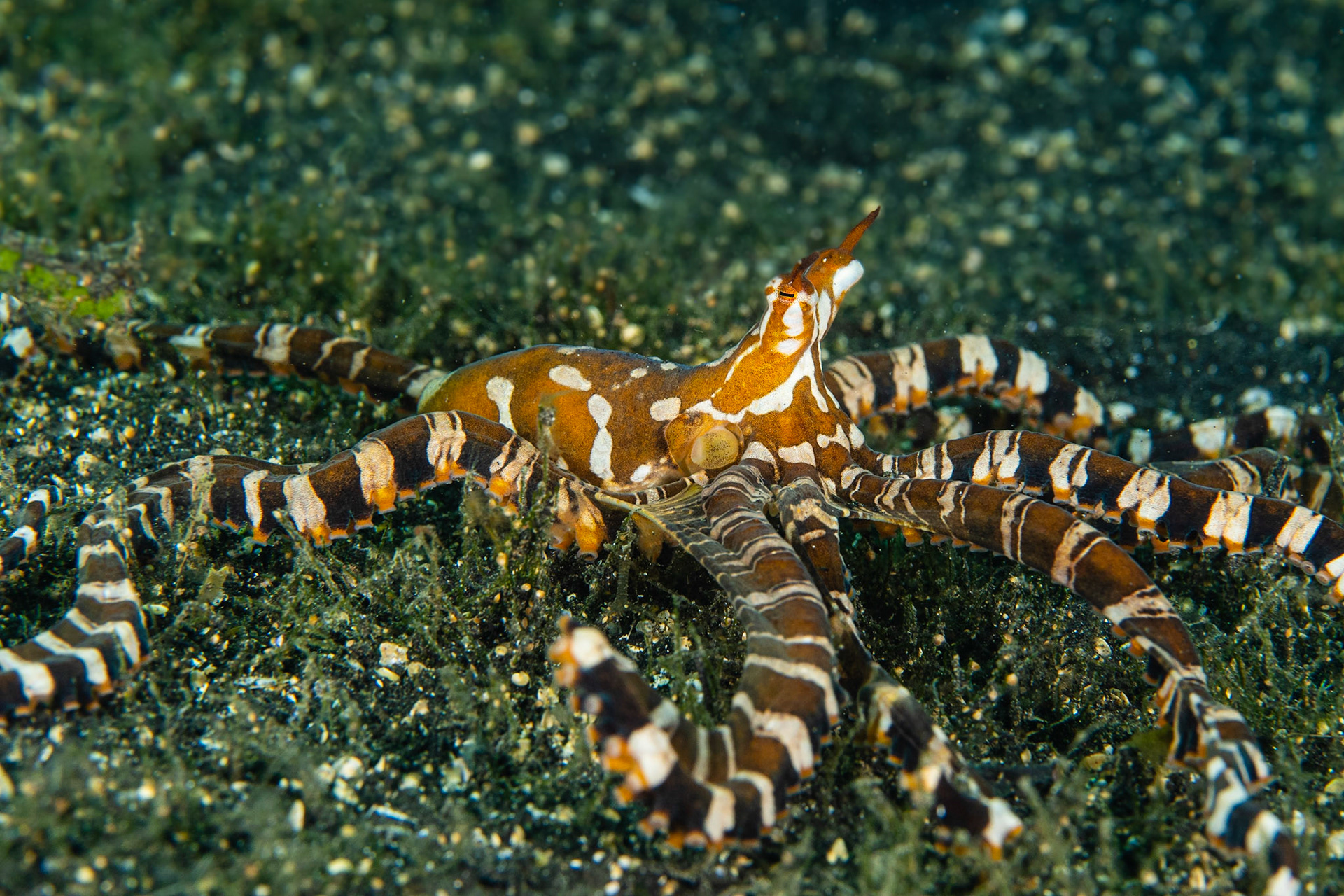 Wunderpus