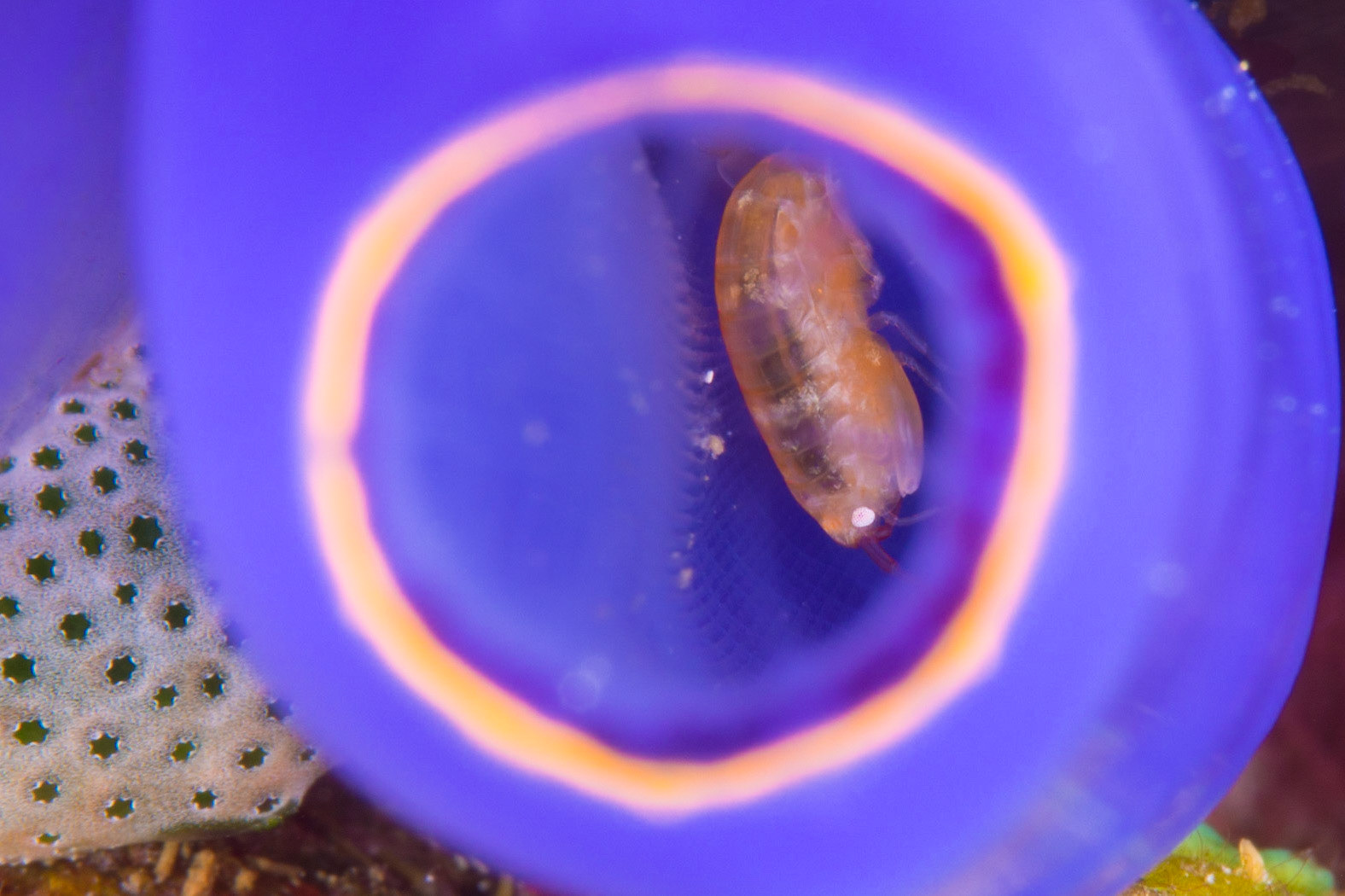 Amphipods and Clavelina caerulea