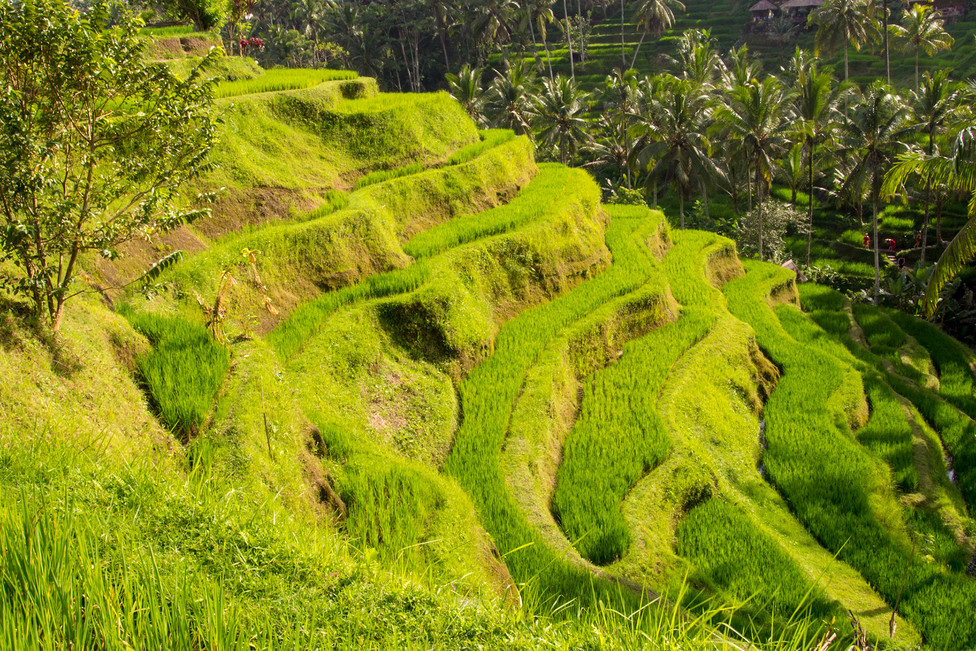 Rice Paddies