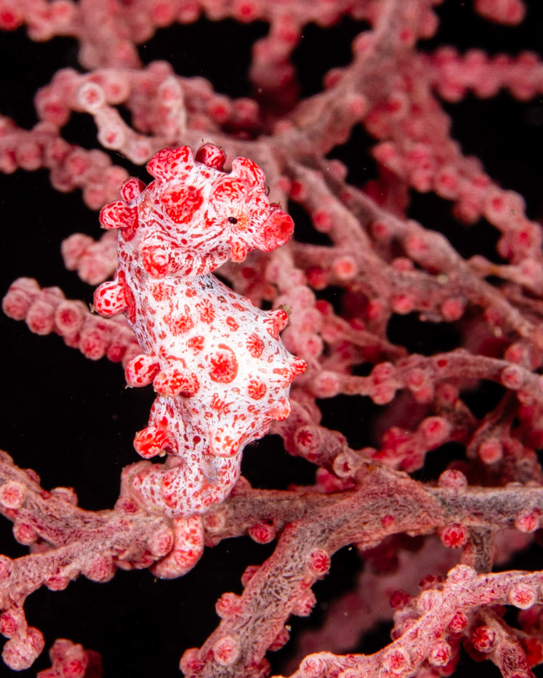 Pygmy Seahorse