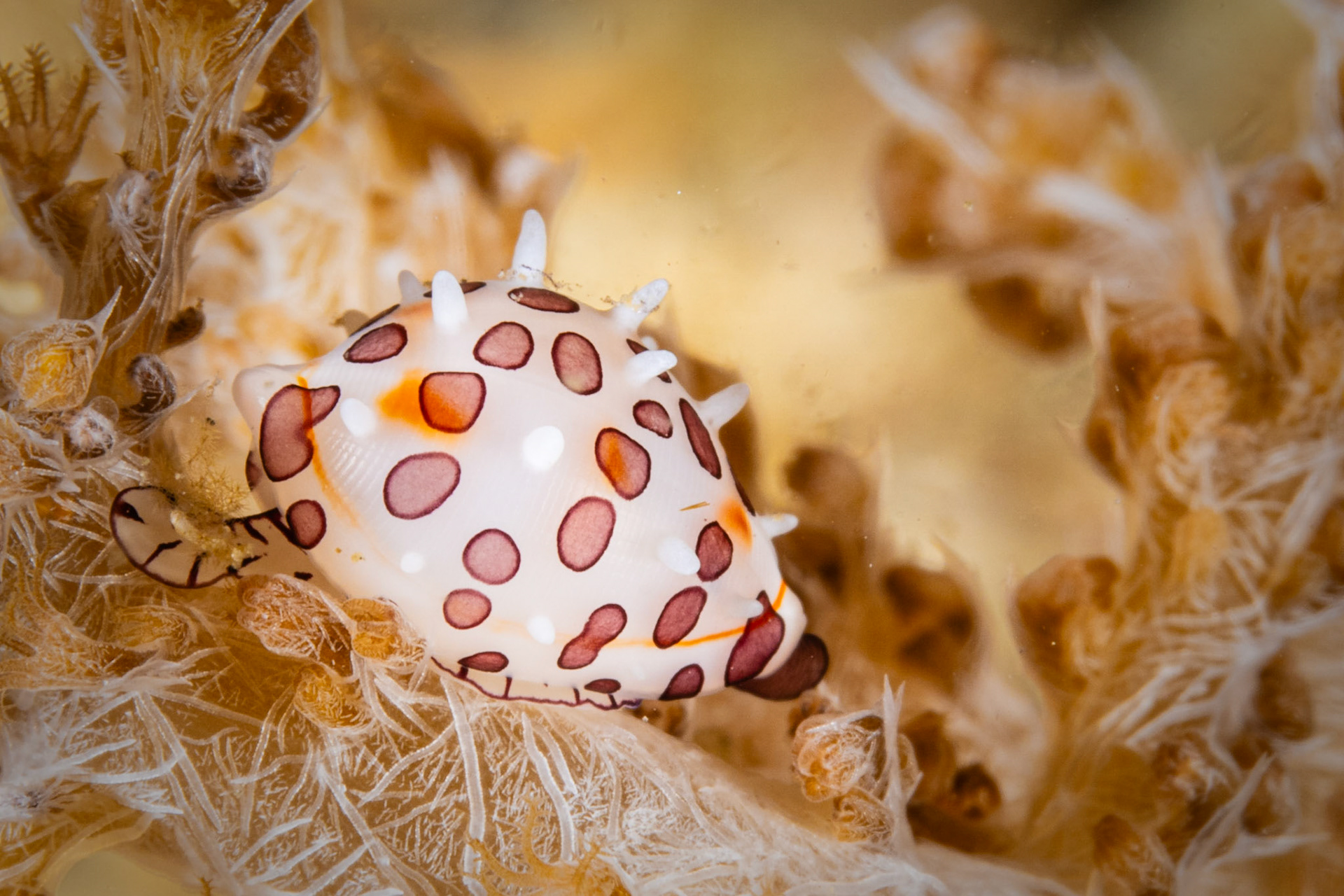 Margined Egg Cowrie