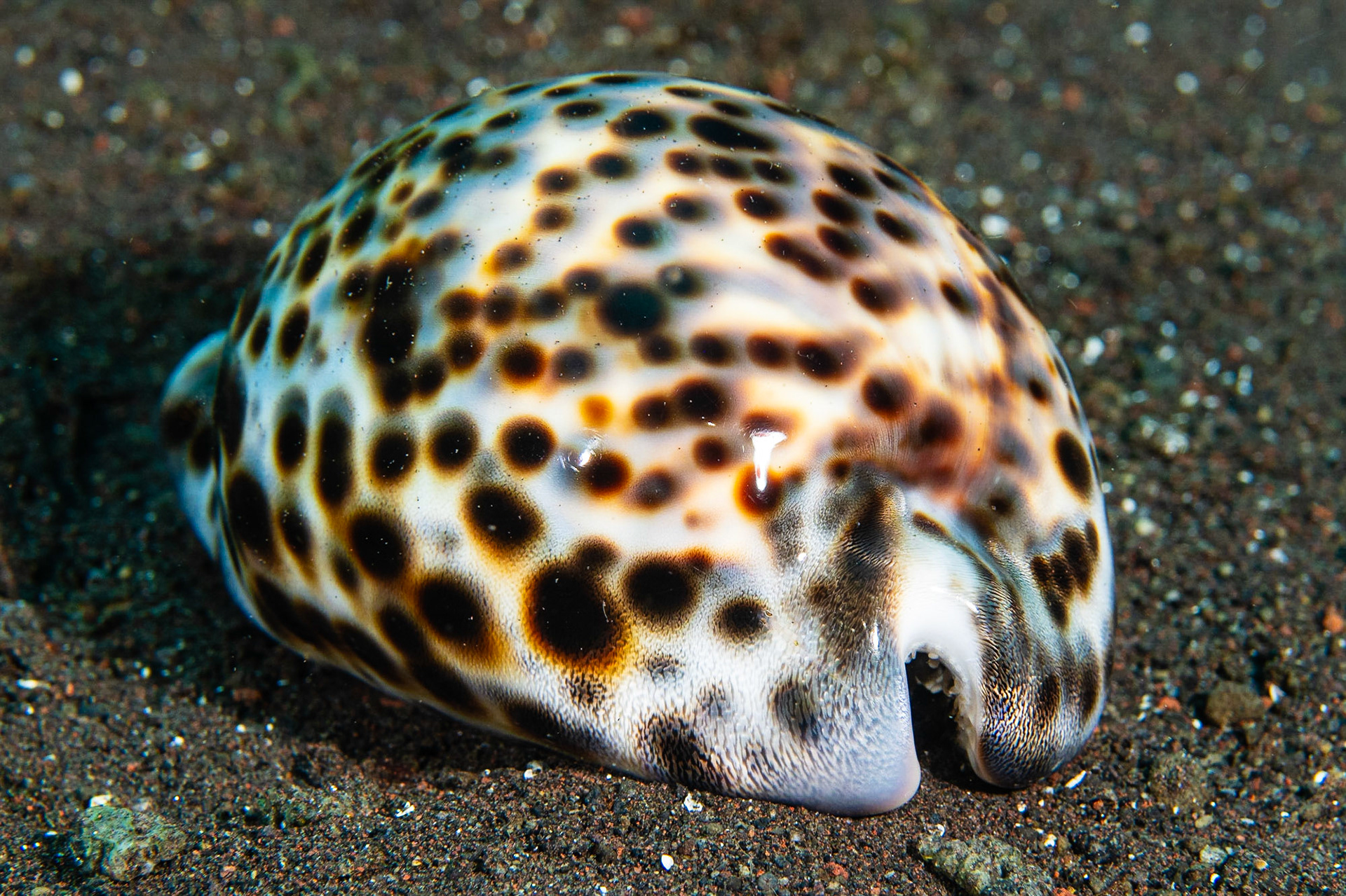 Tiger Cowrie