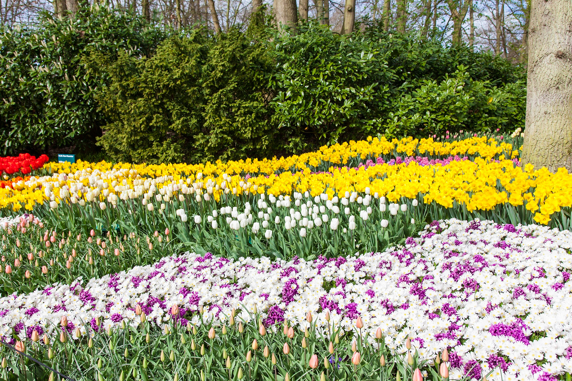 Keukenhof