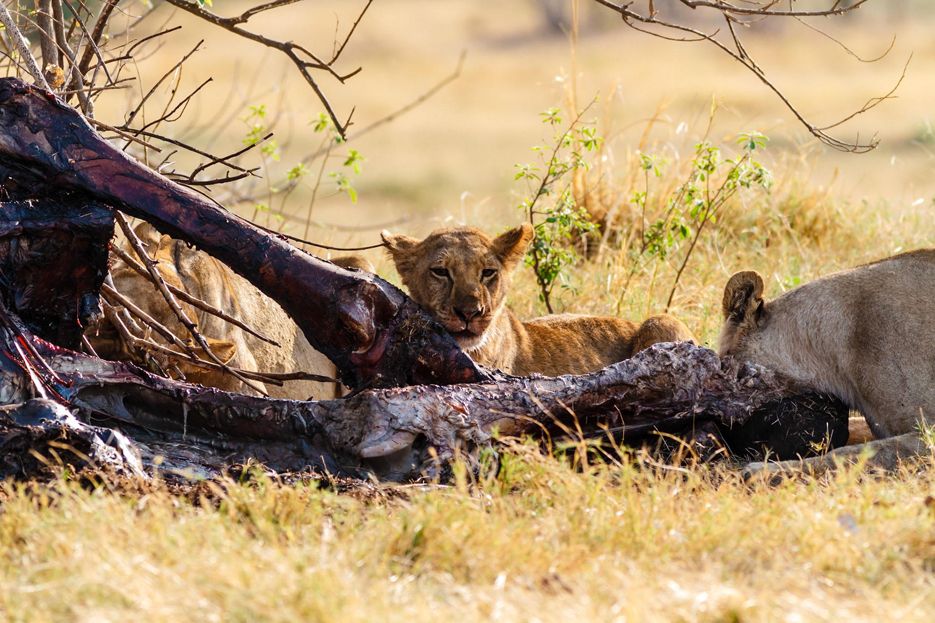 Lions feeding on a dead elephant