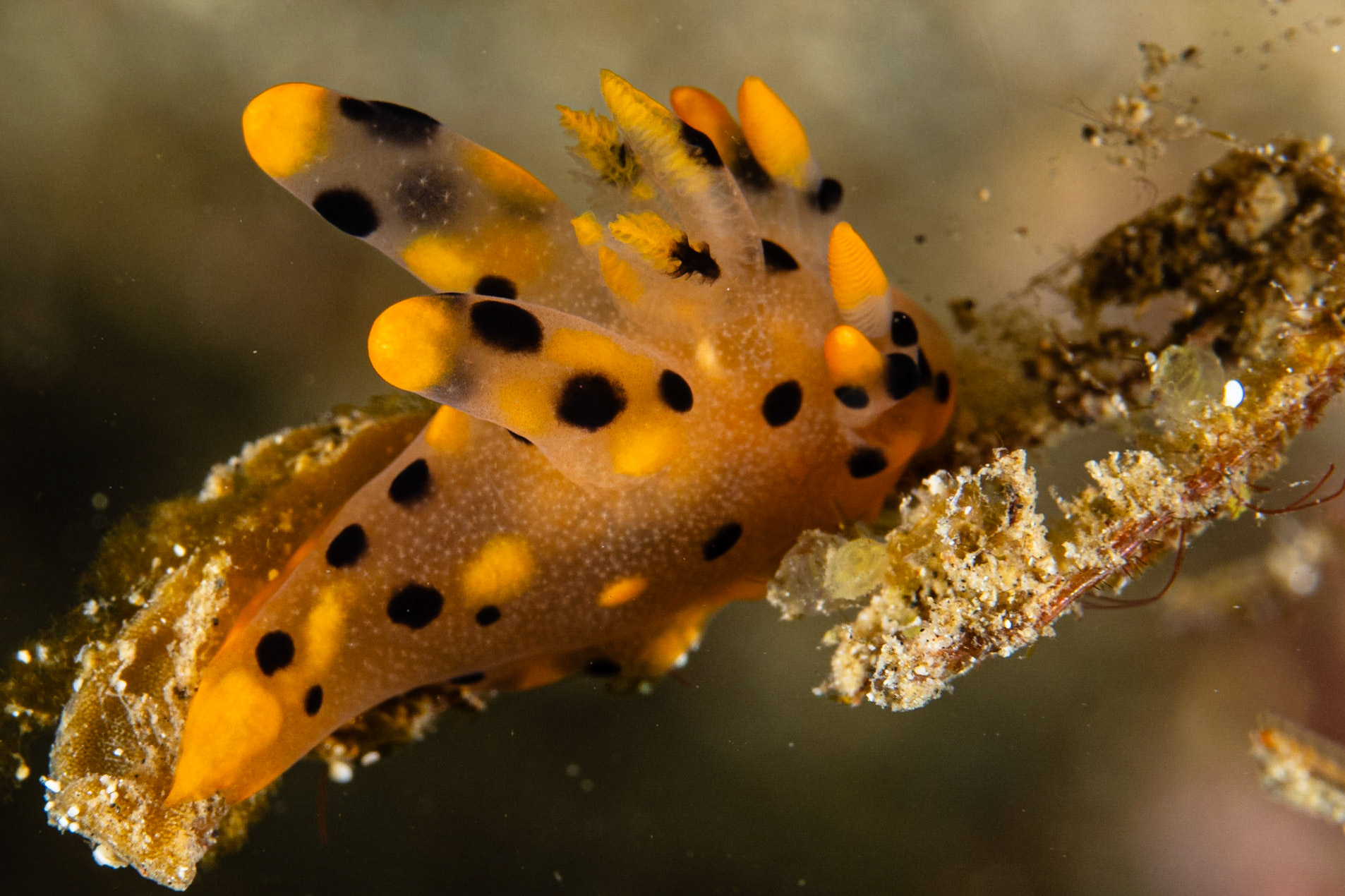 Thecacera sp. 7