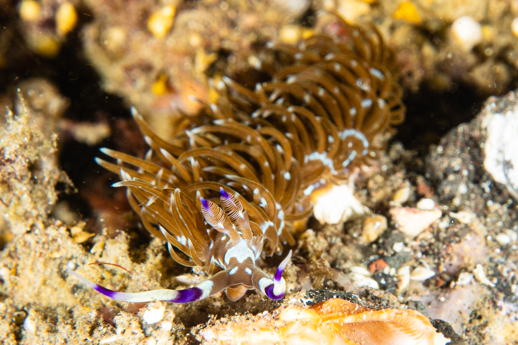 Pteraeolidia semperi