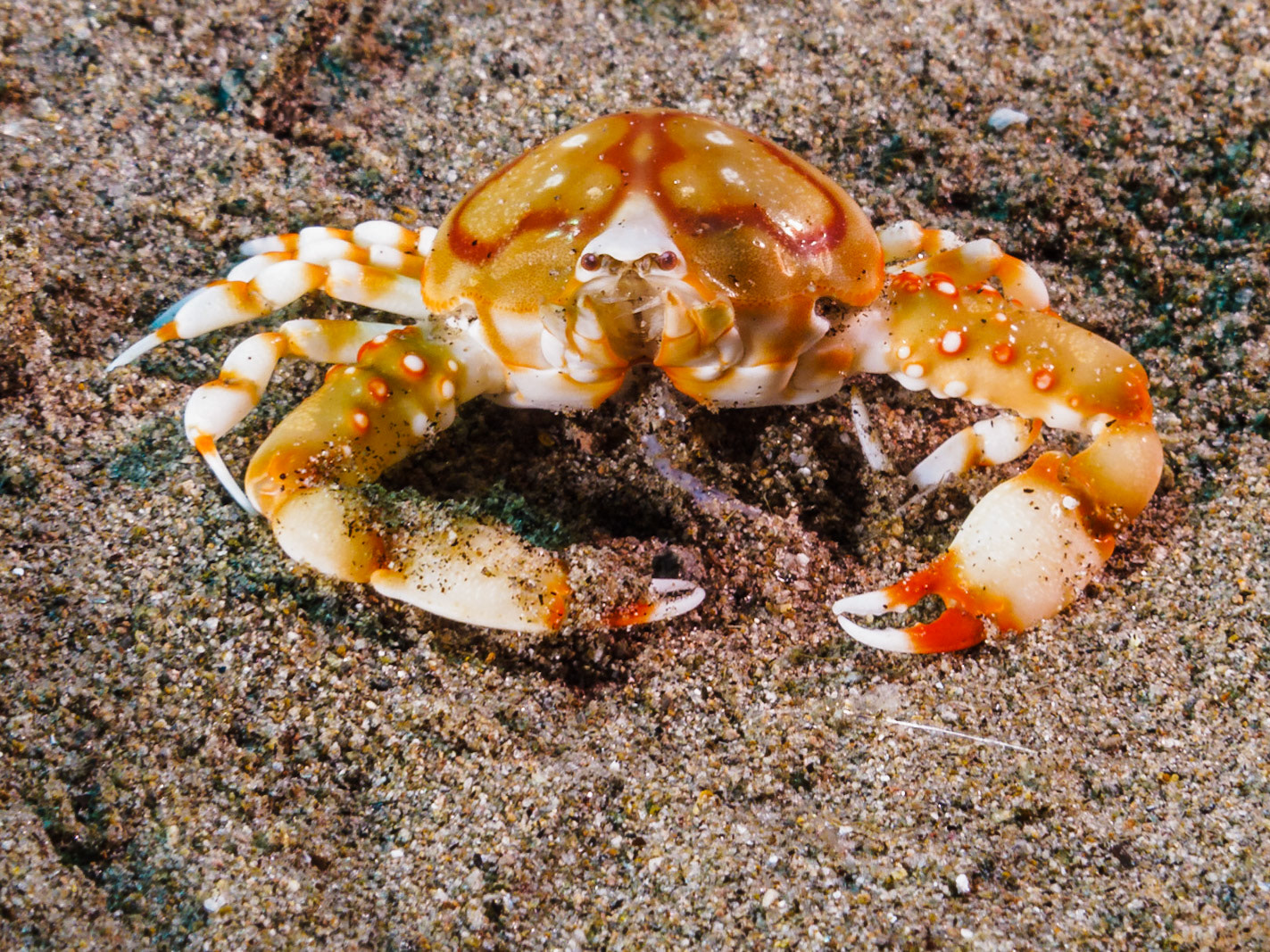 Four Ring Purse Crab