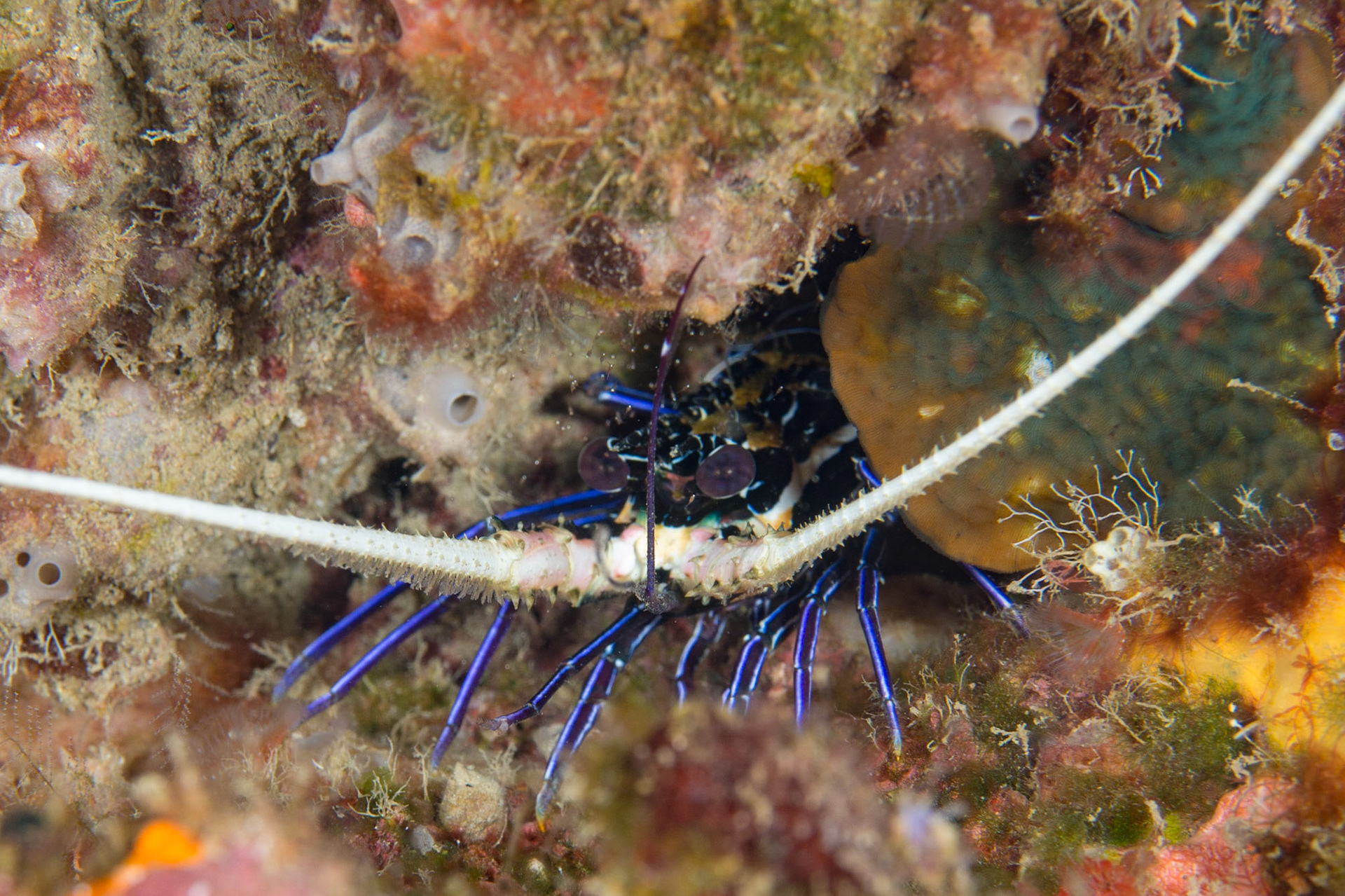 Painted Spiny Lobster