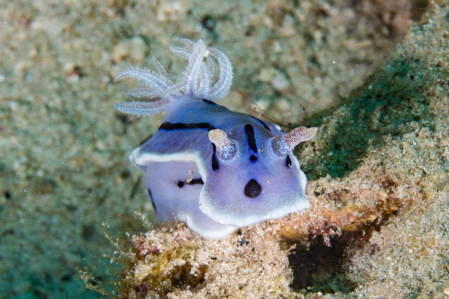 Chromodoris willani