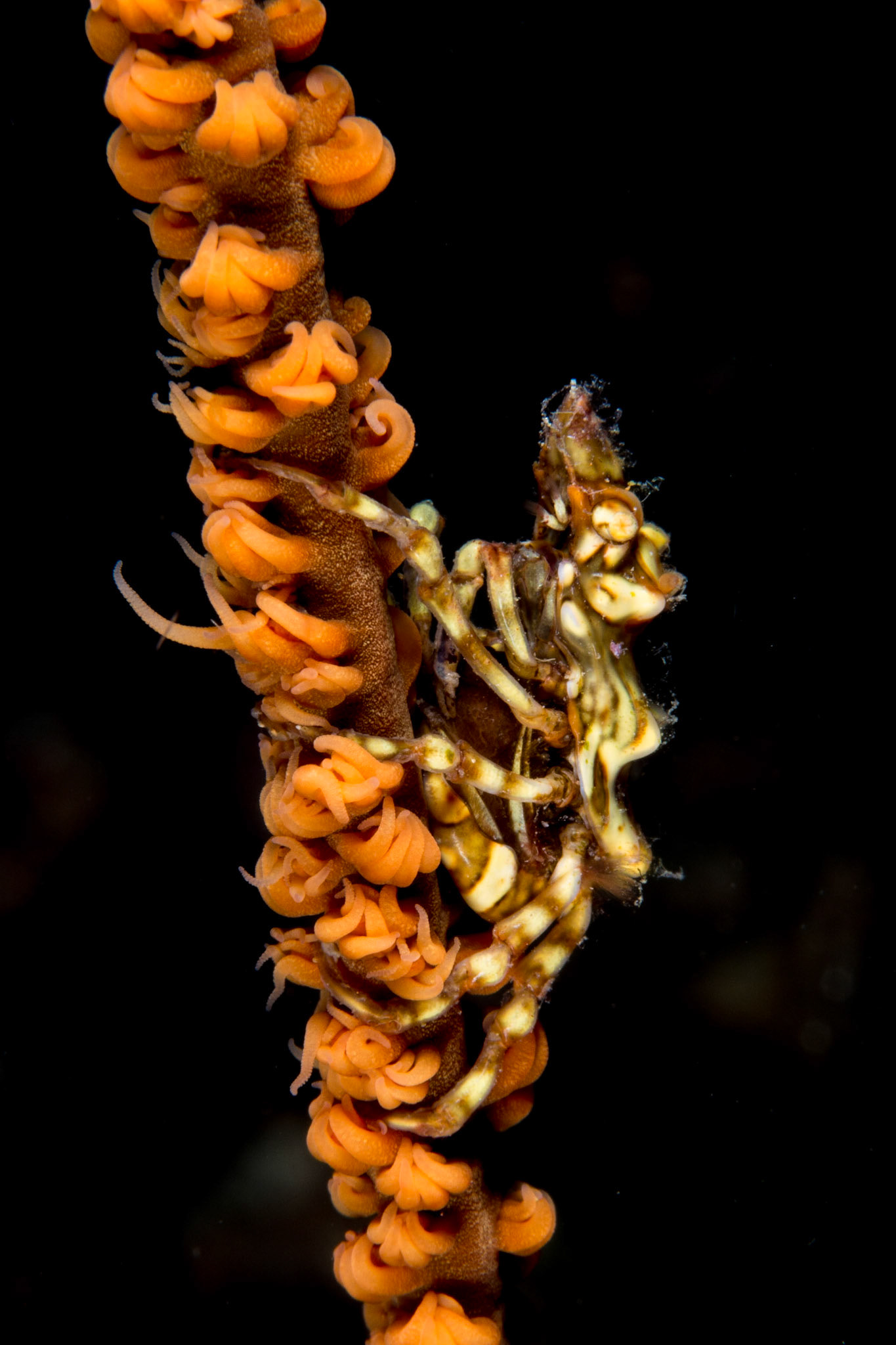 Wire Coral Crab and wire coral