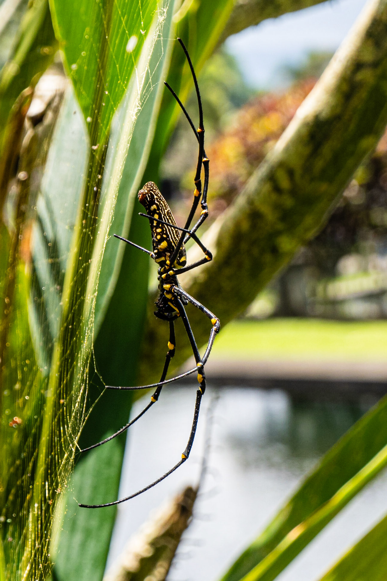 Giant Golden Orbweaver