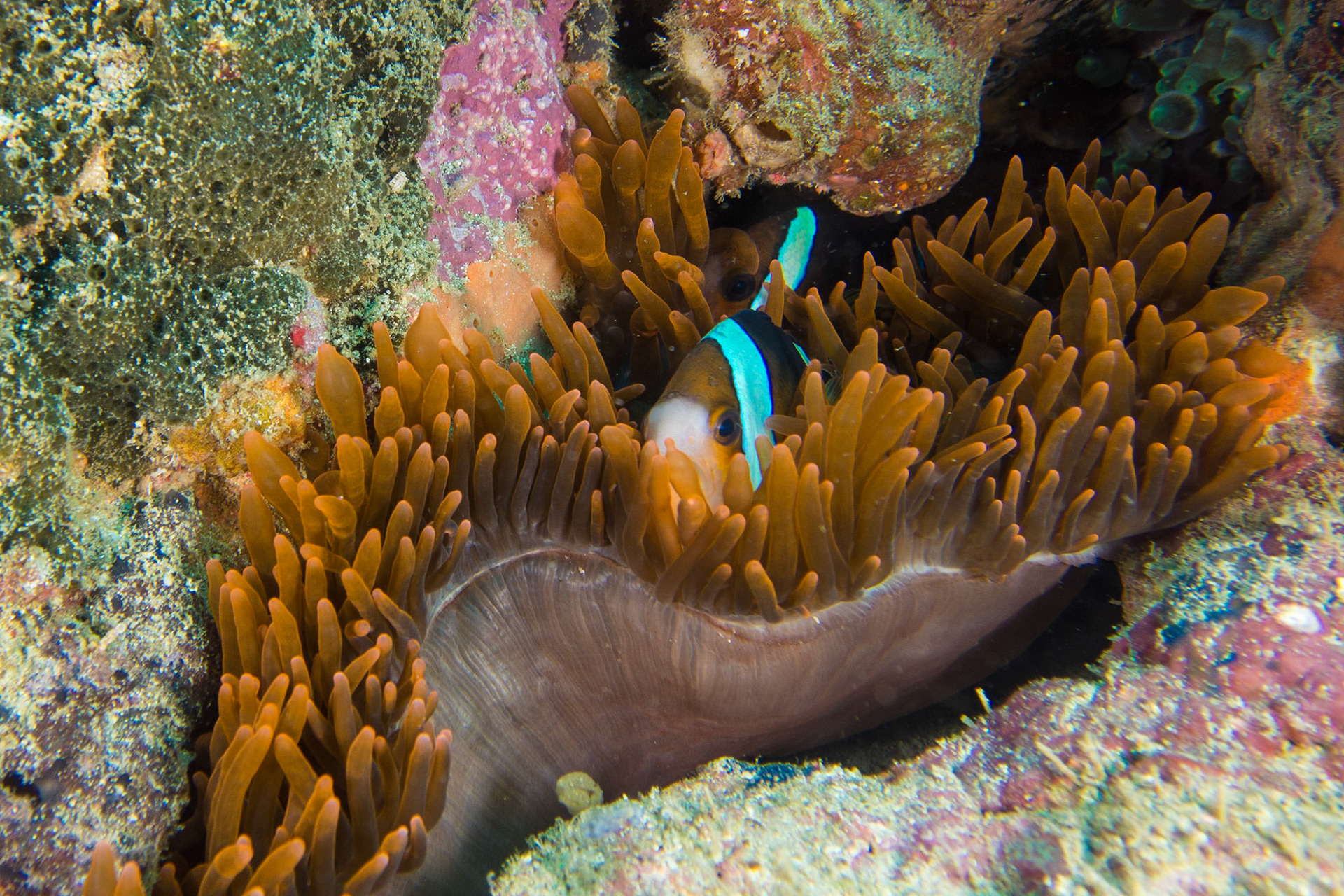 Clark's Anemonefish and Magnificent Anemone