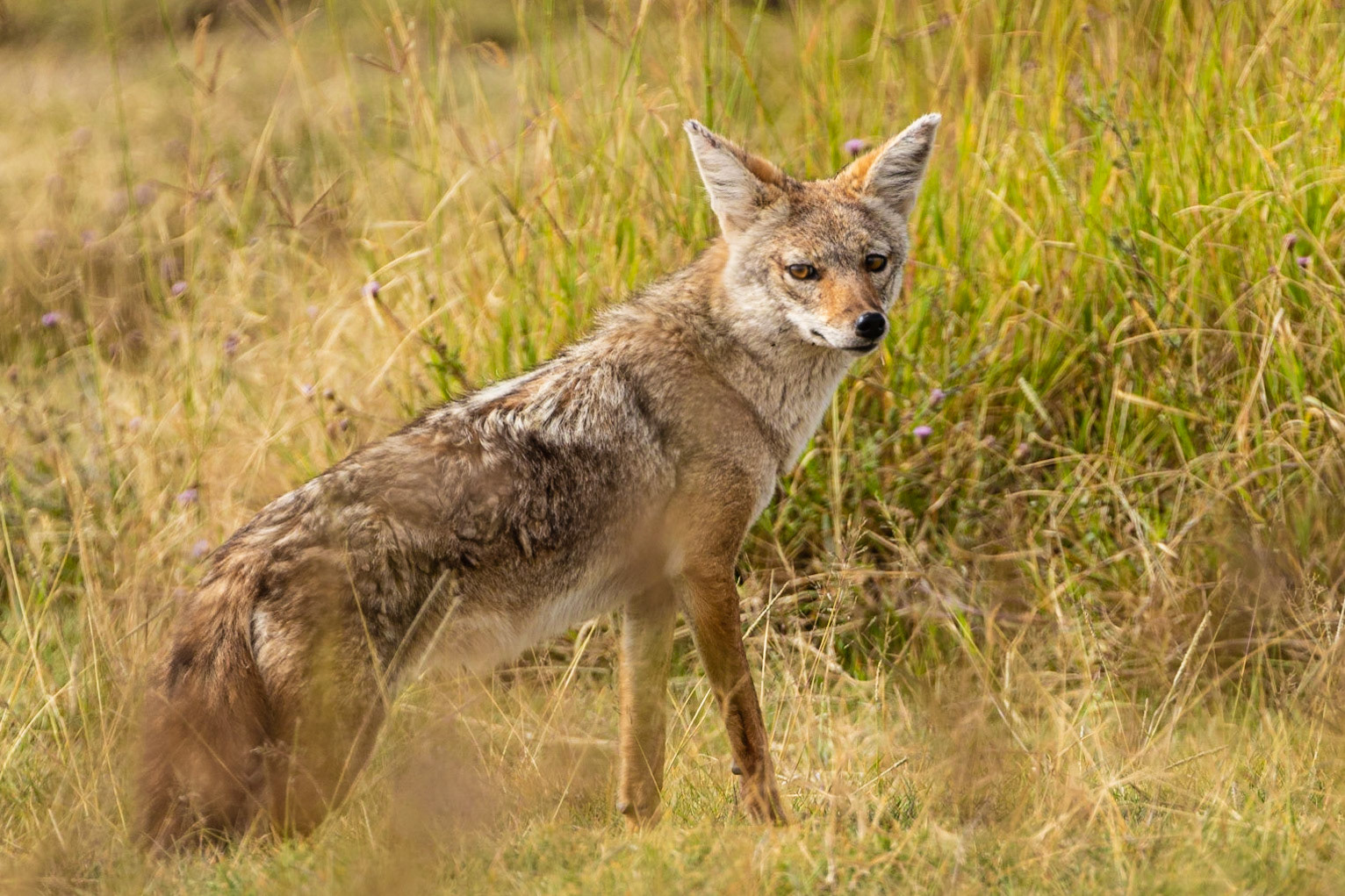 Common (Golden) Jackal