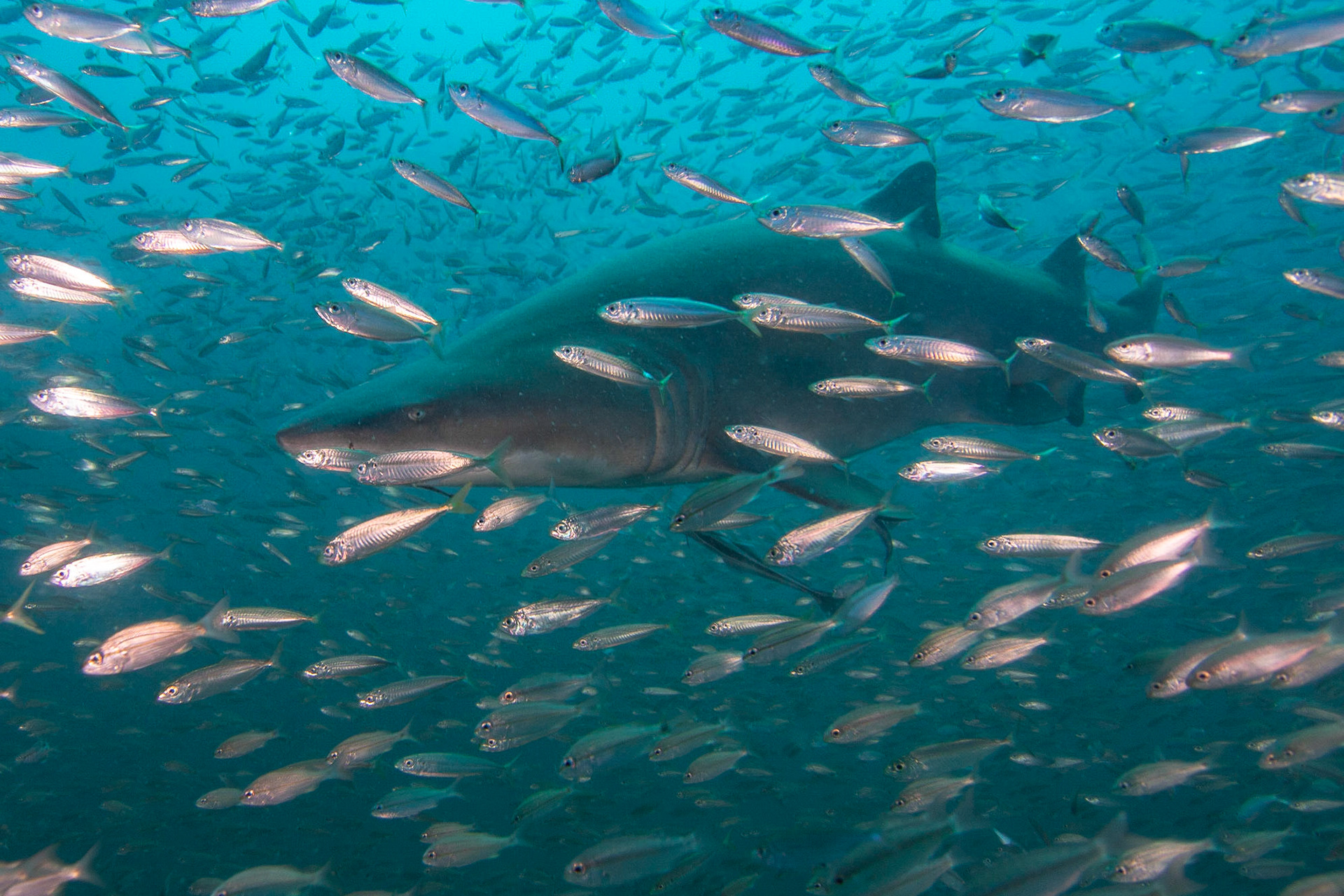 Sand Tiger