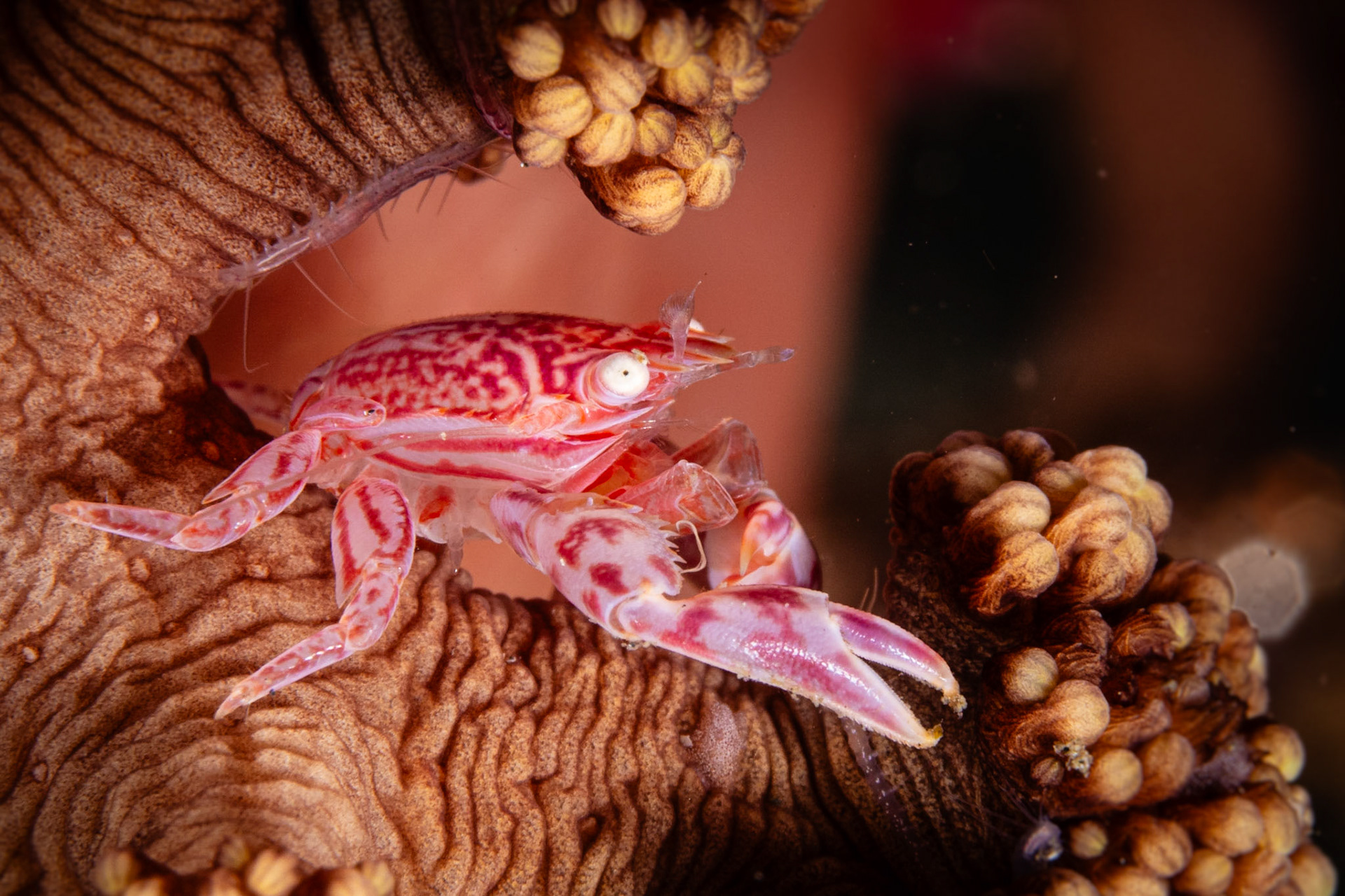 Soft Coral Porcelain Crab