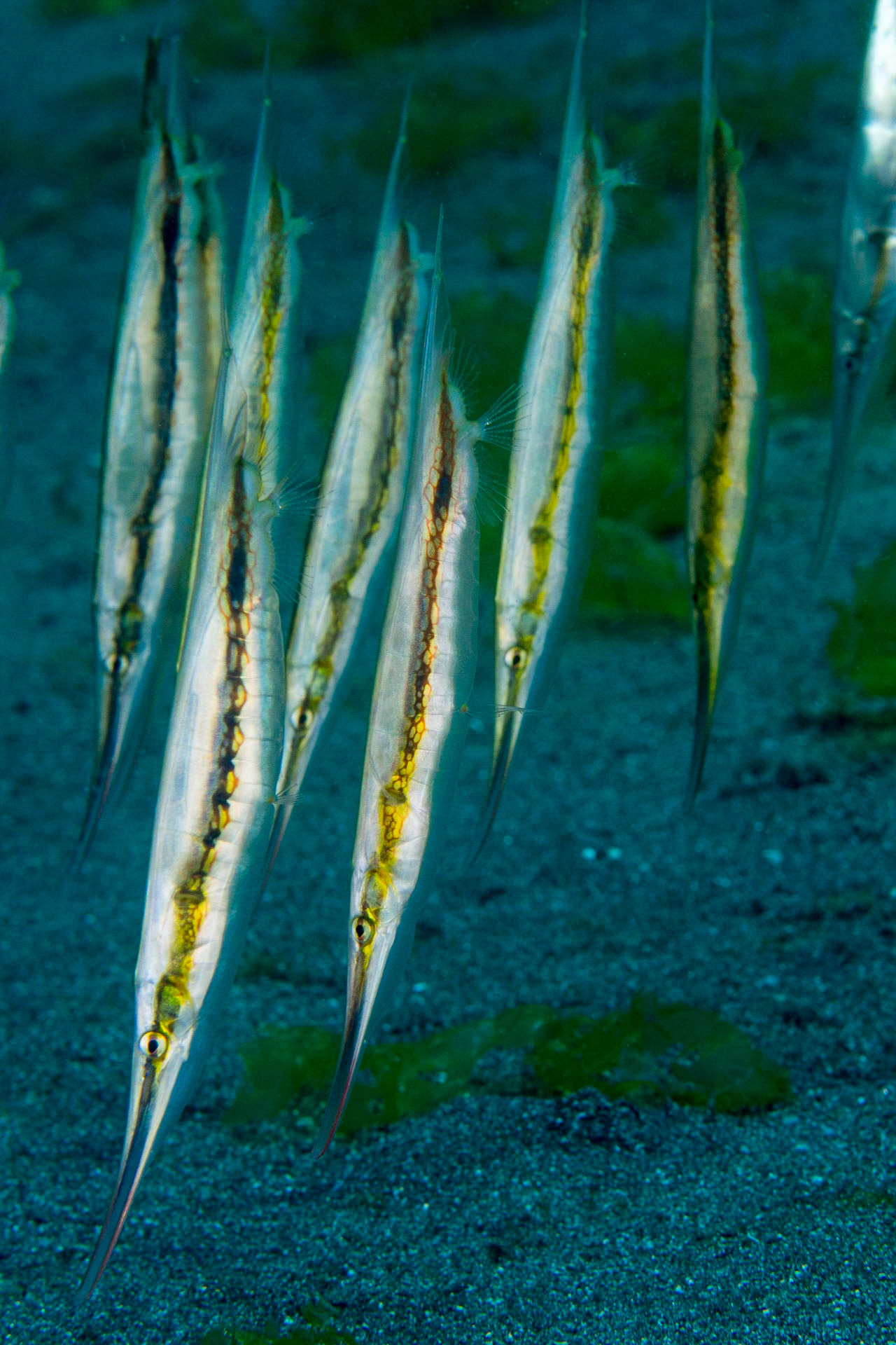 Rigid Shrimpfish
