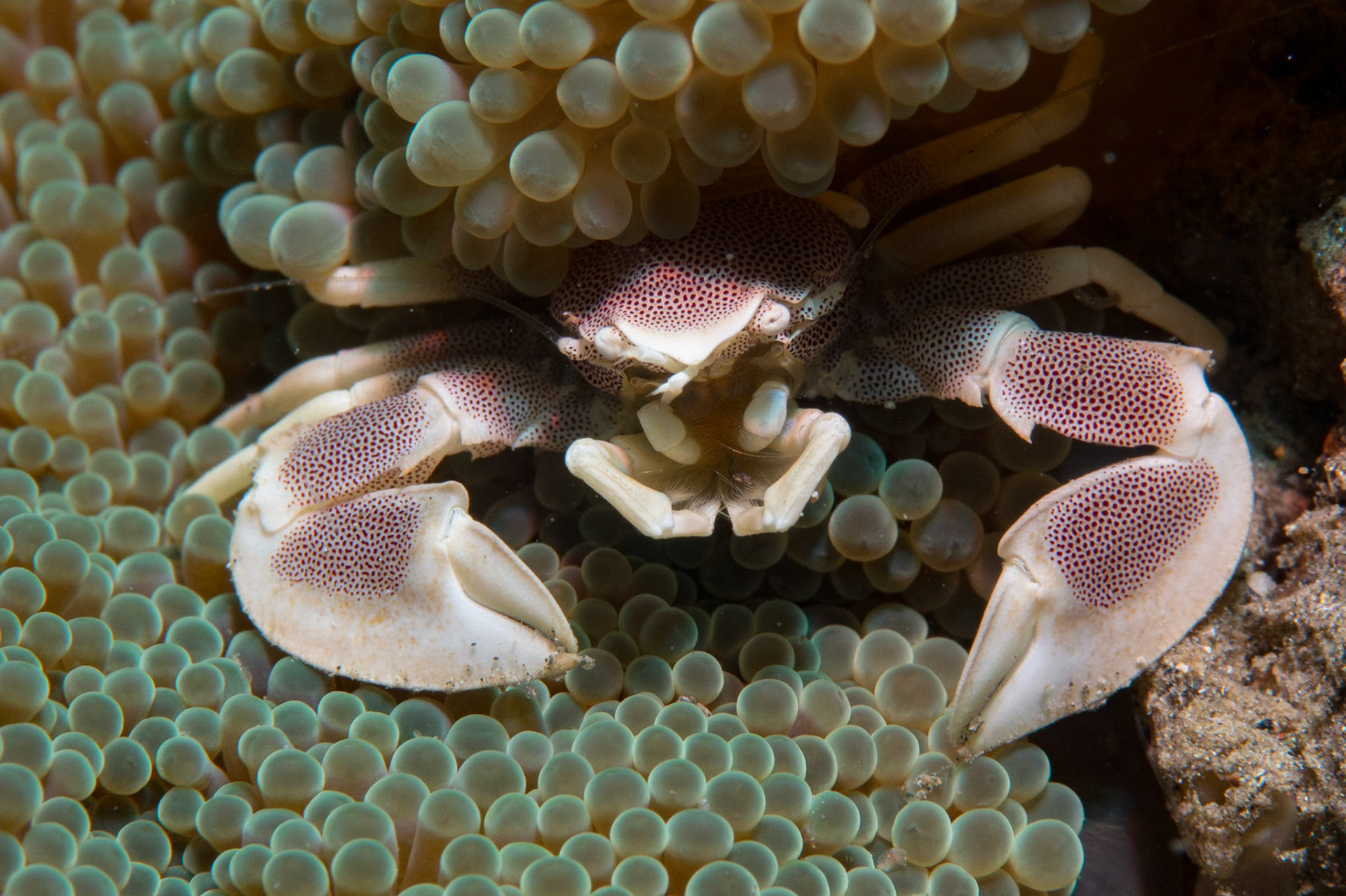 Spotted Porcelain Crab and Anemones