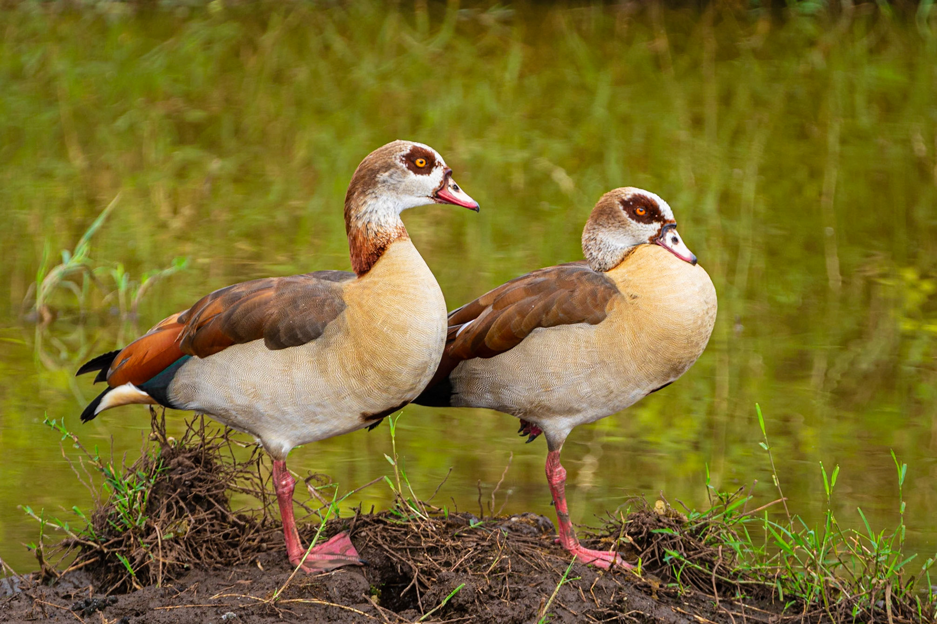 Egyptian Goose