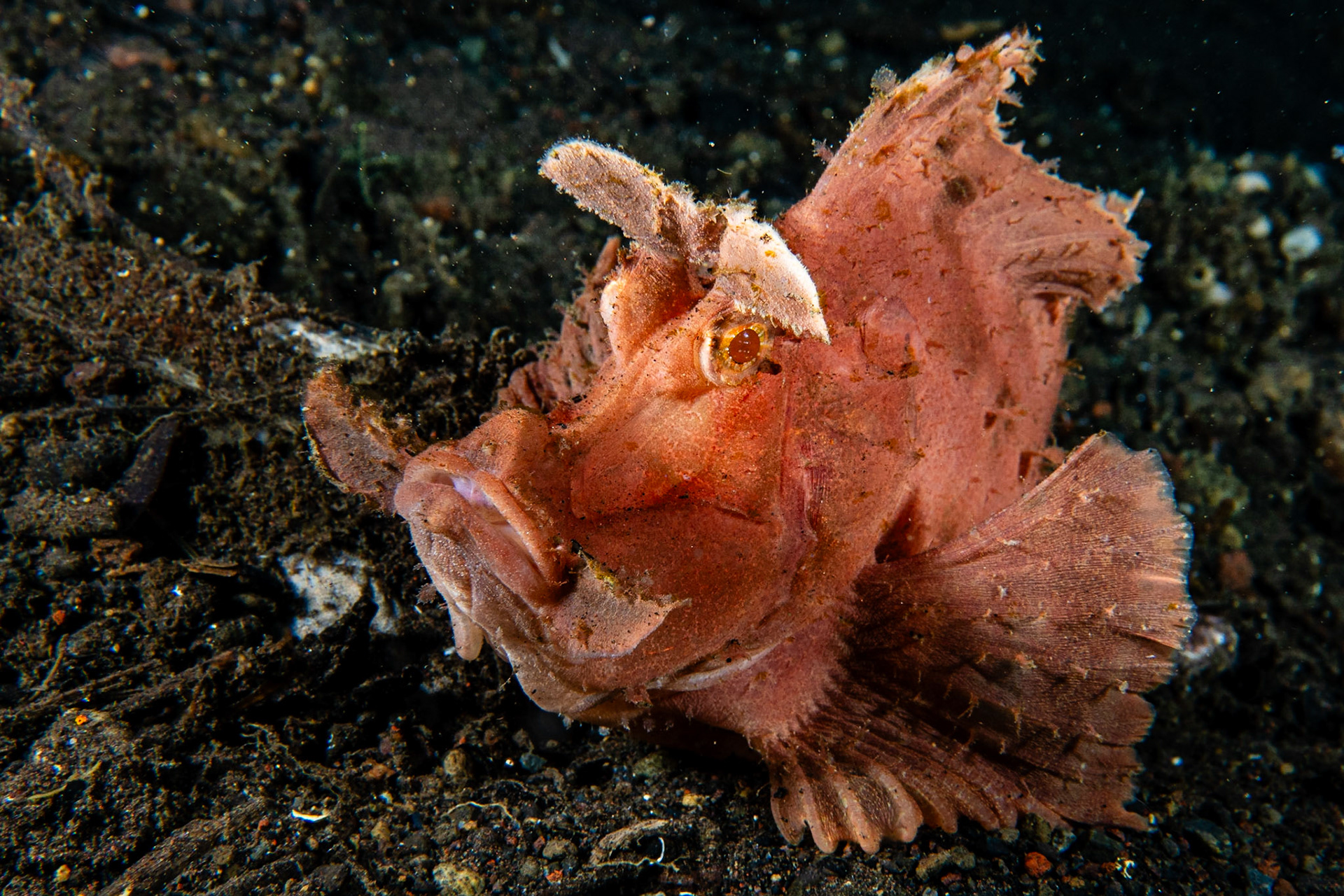 Paddle-flap Scorpionfish