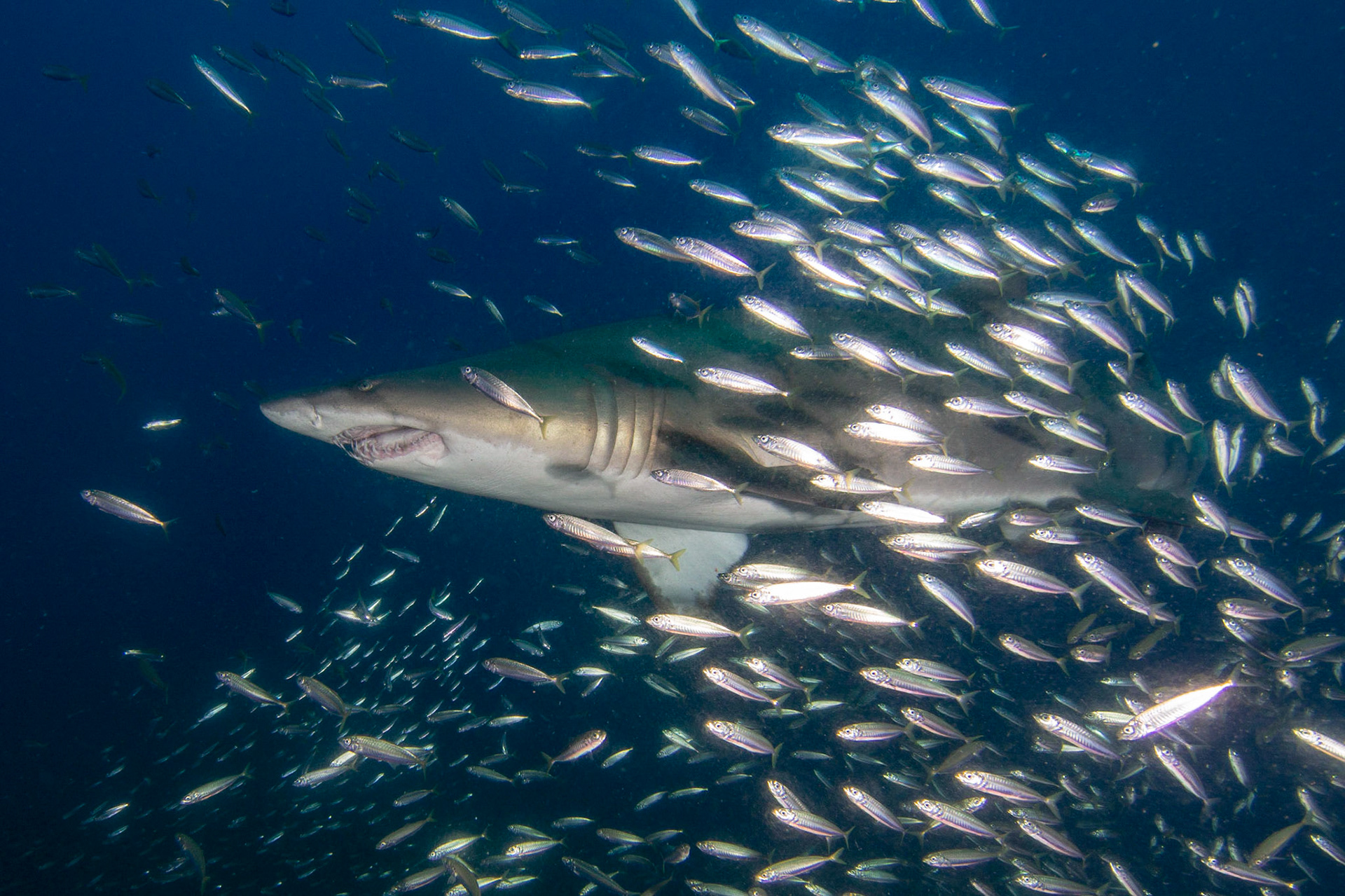 Sand Tiger