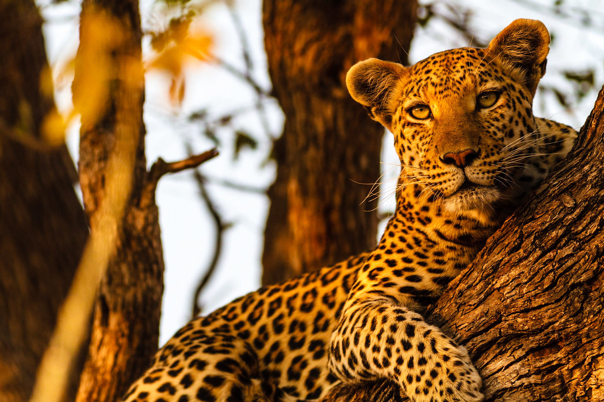 Leopard