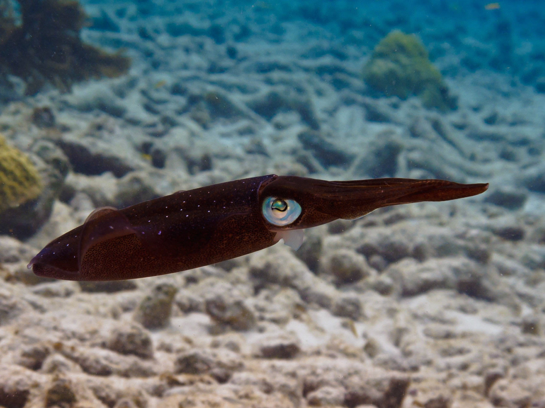 Caribbean Reef Squid