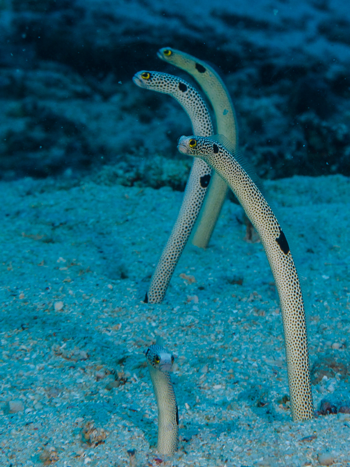 Spotted Garden Eel