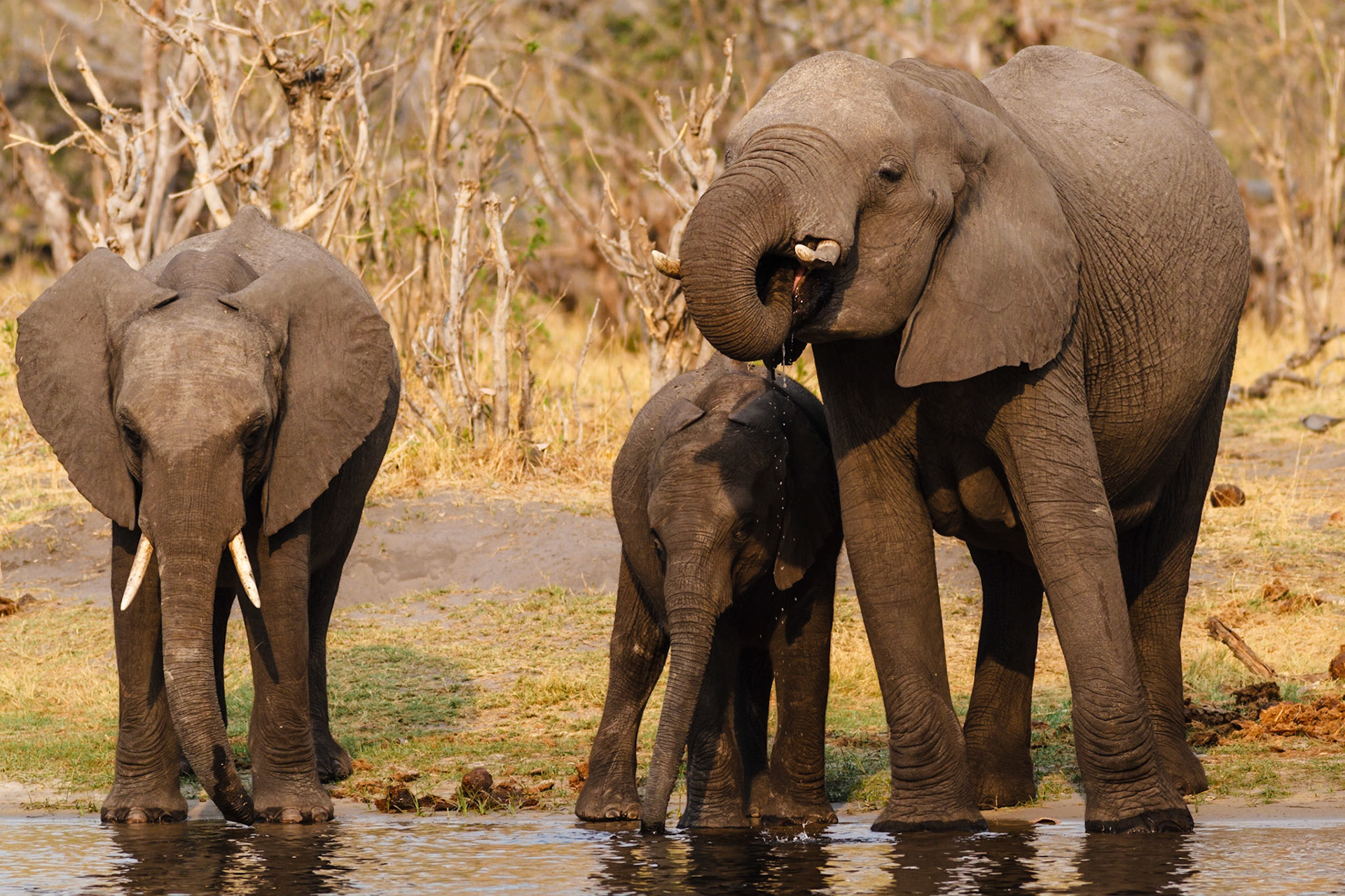 African Elephants
