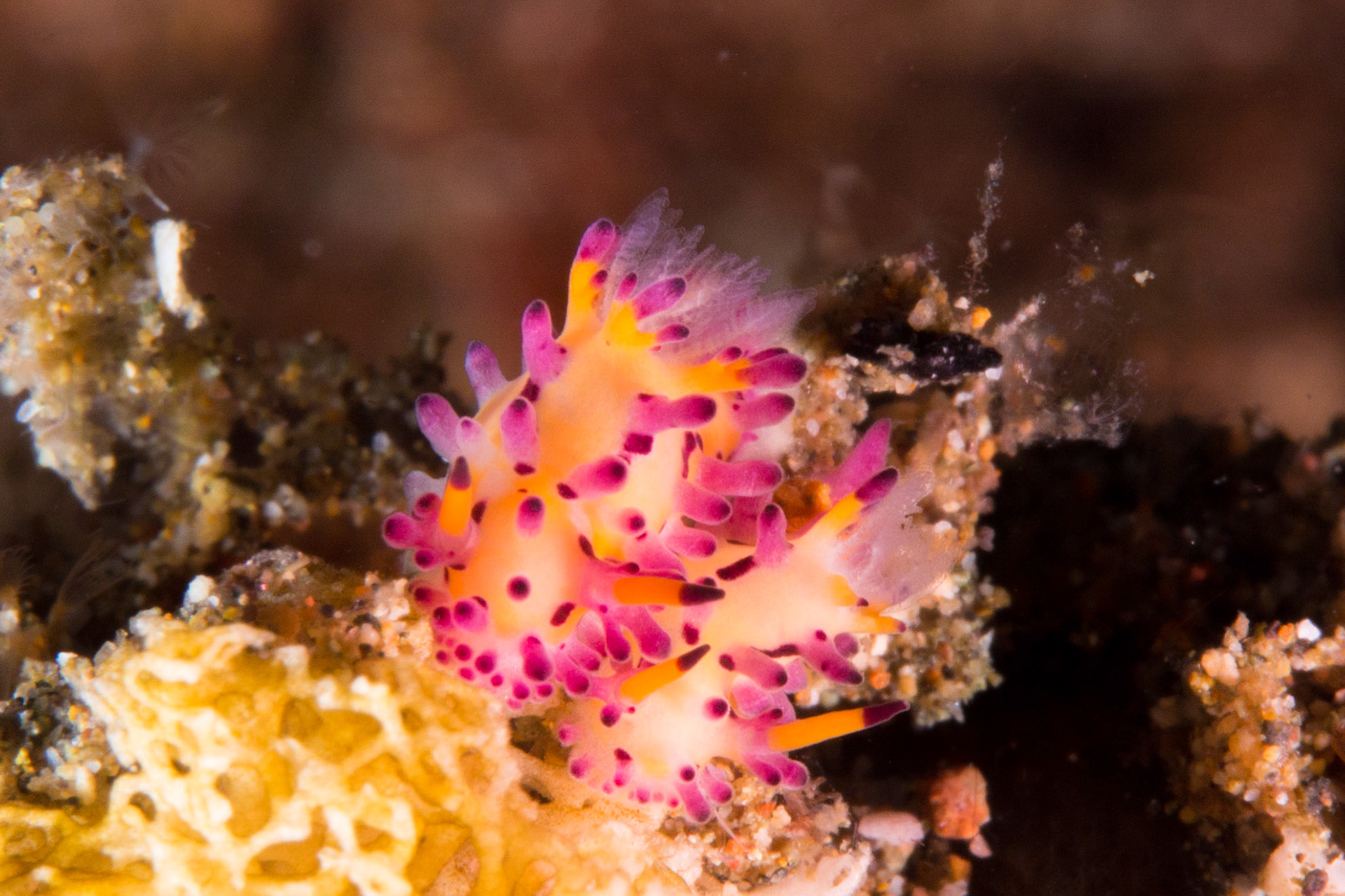 Aegires villosus