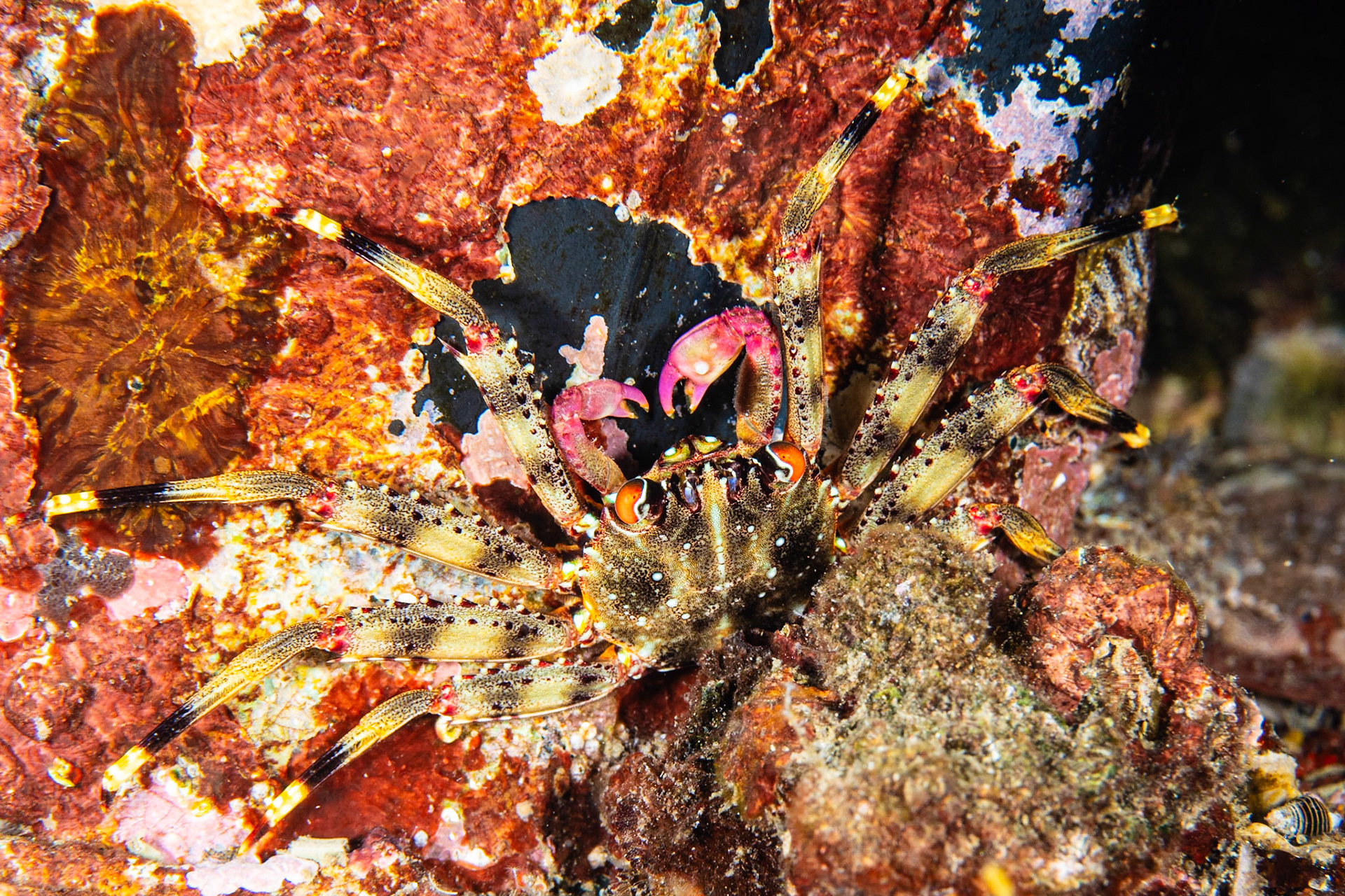 Flat Rock Crab