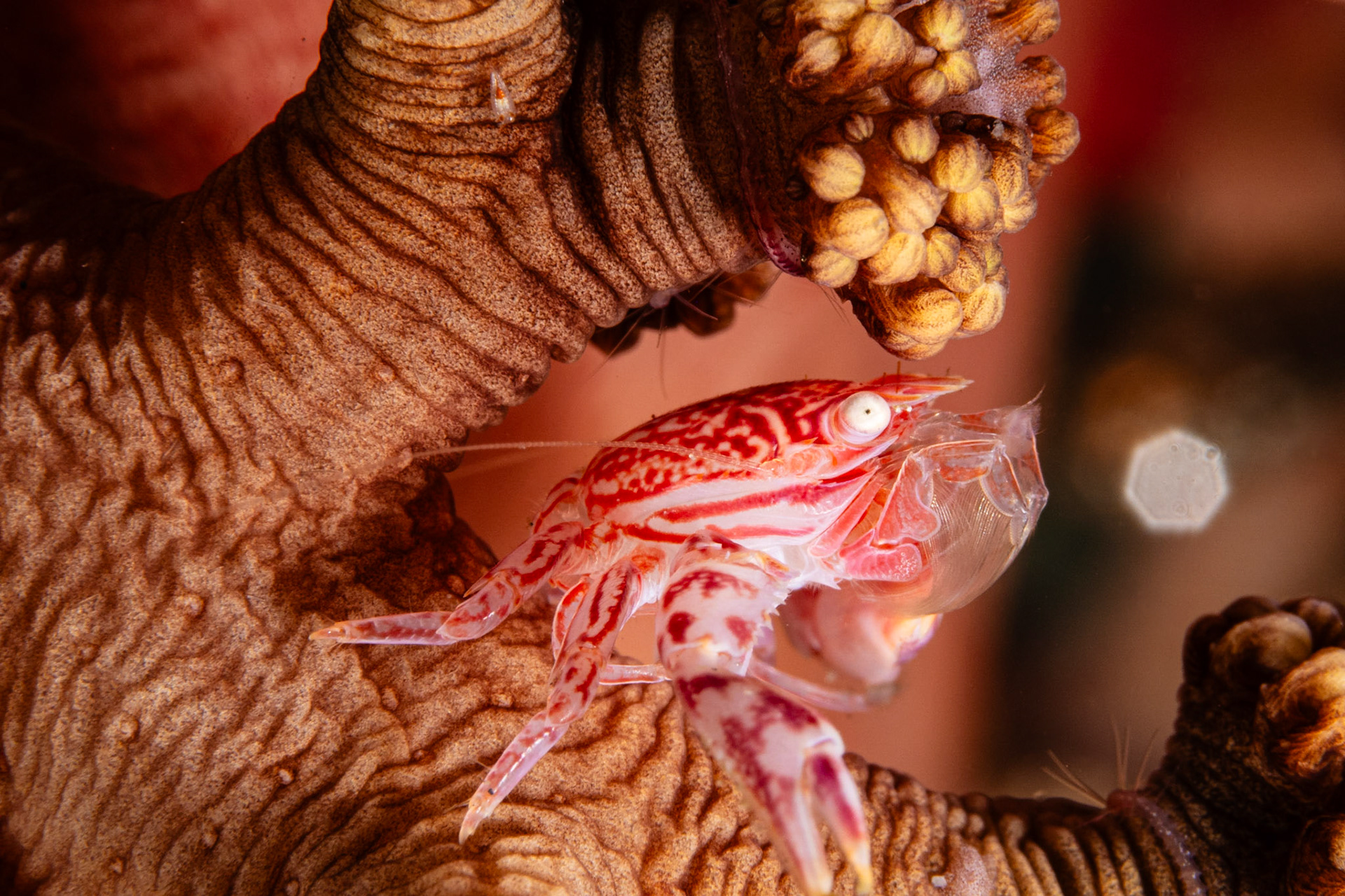 Soft Coral Porcelain Crab