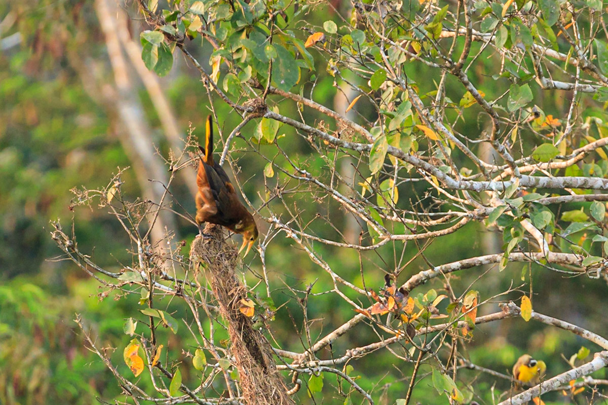 Russet-backed Oropendola