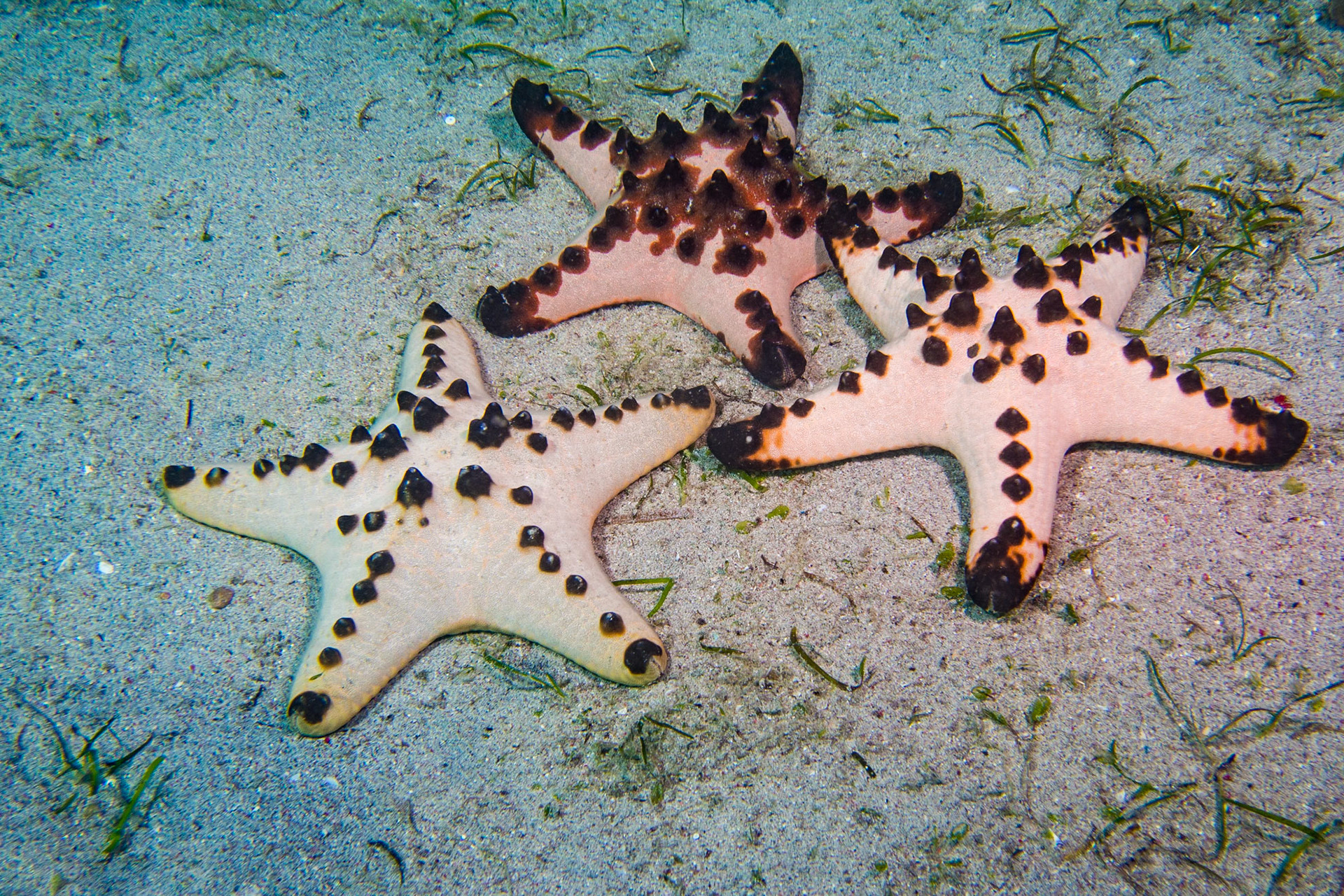 Chocolate Chip Sea Star