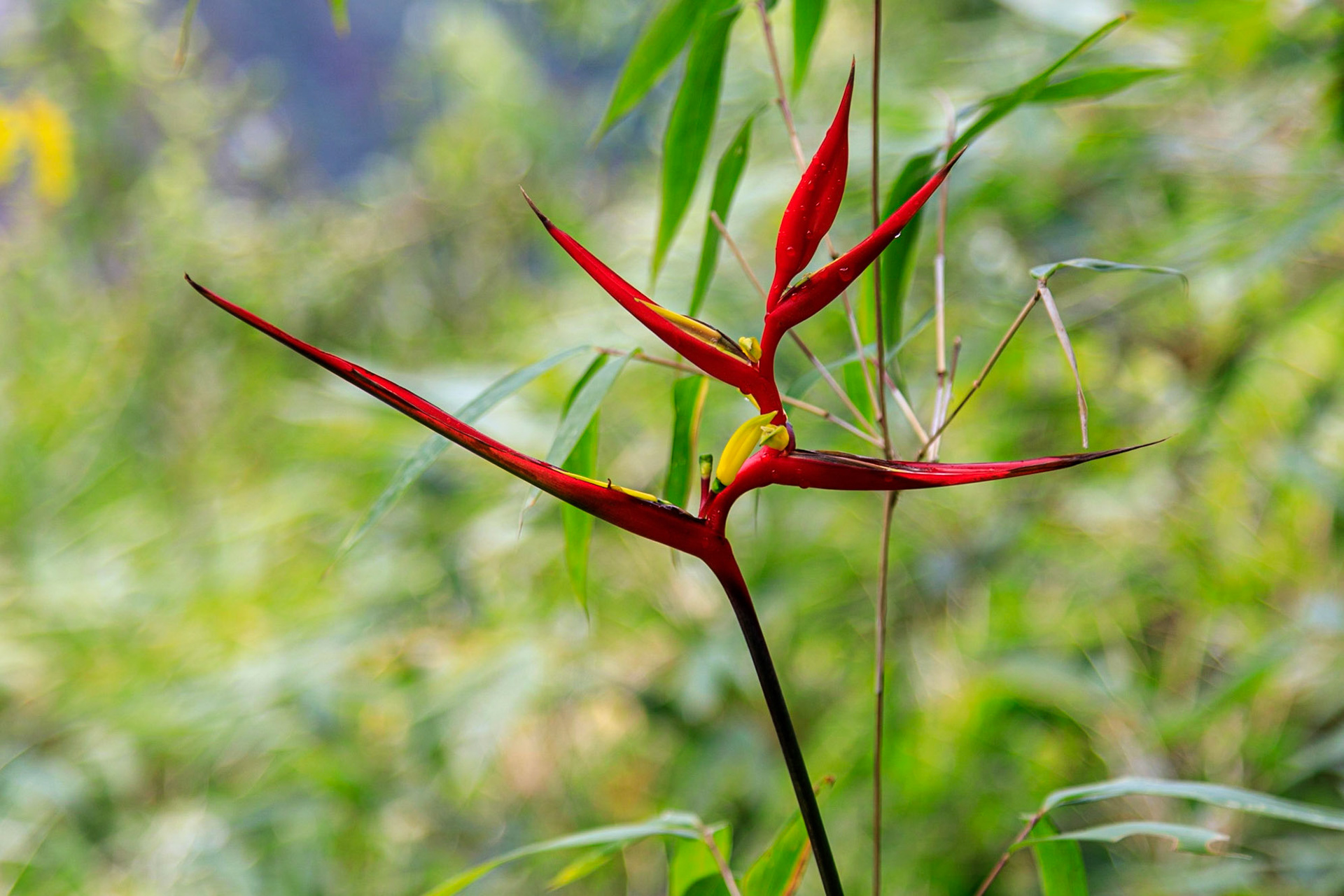 Flower near Machu Picchu