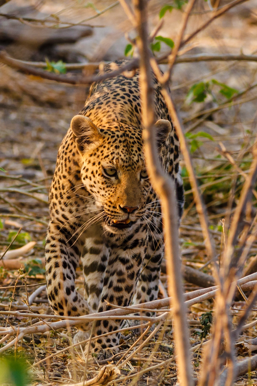 Leopard