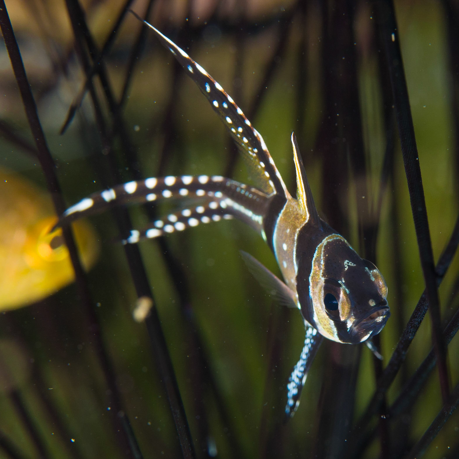 Banggai Cardinalfish