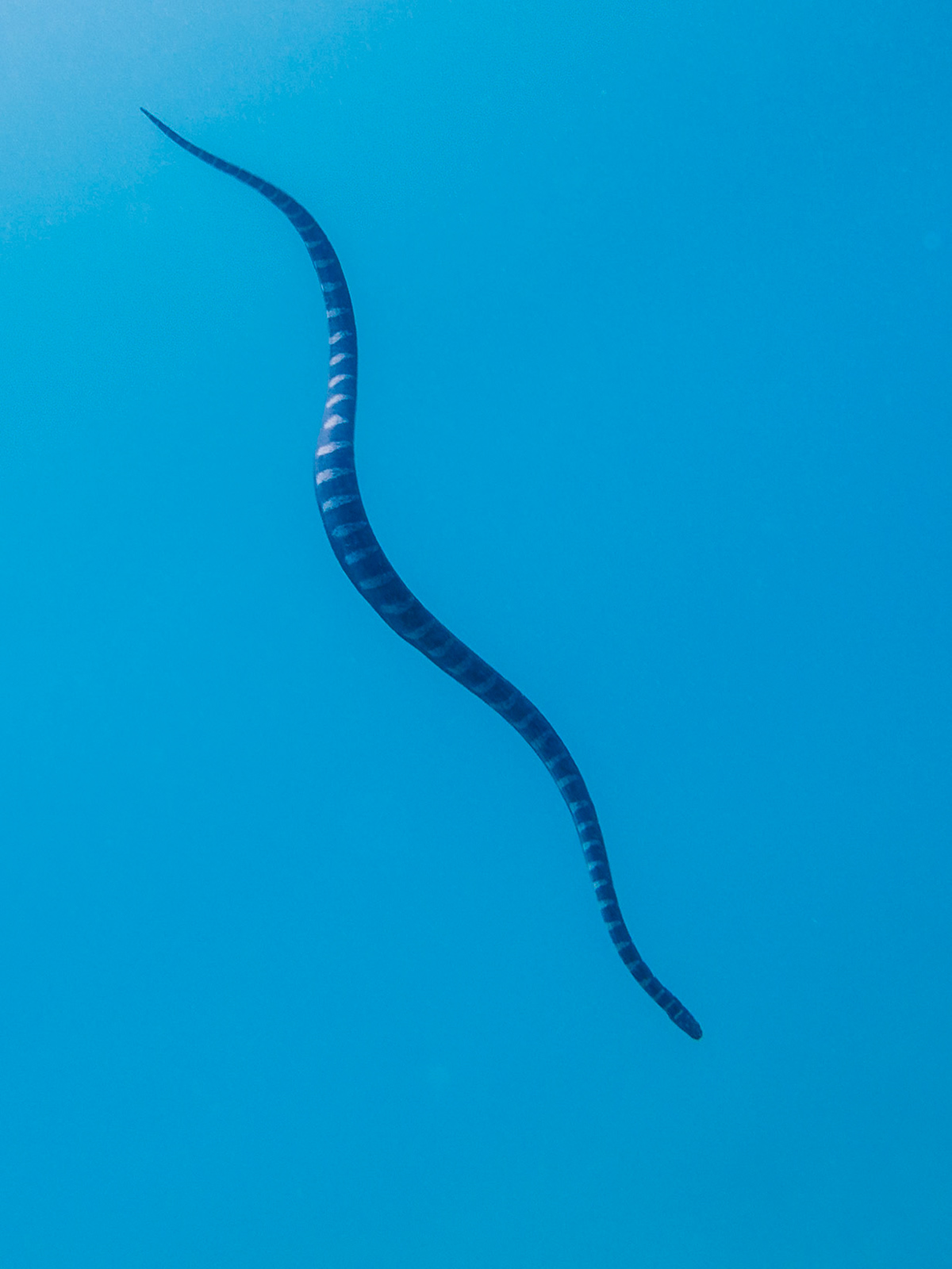 Banded Sea Krait