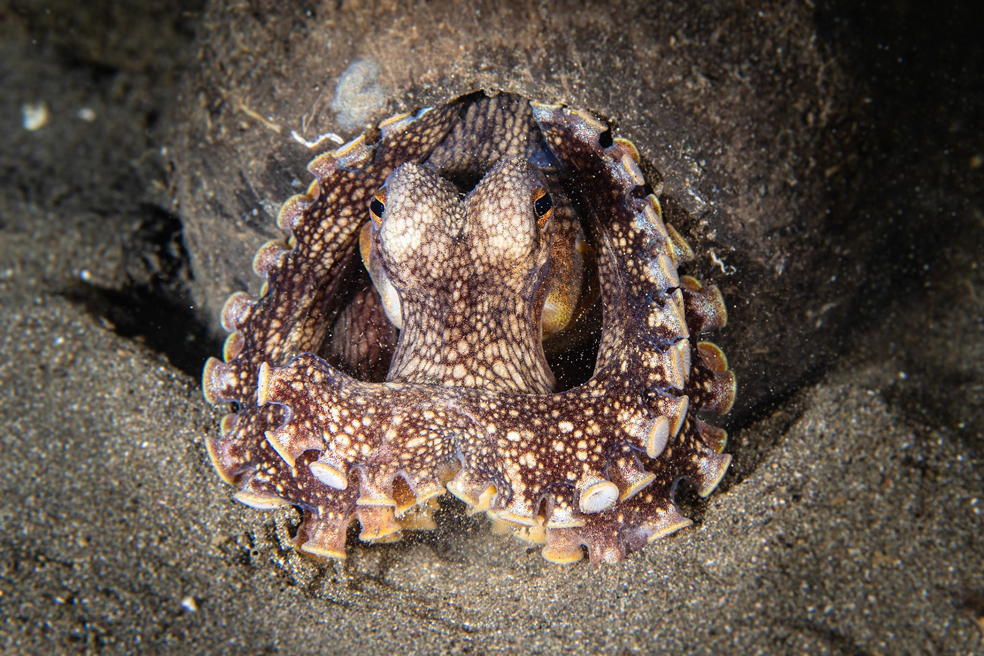 Coconut Octopus